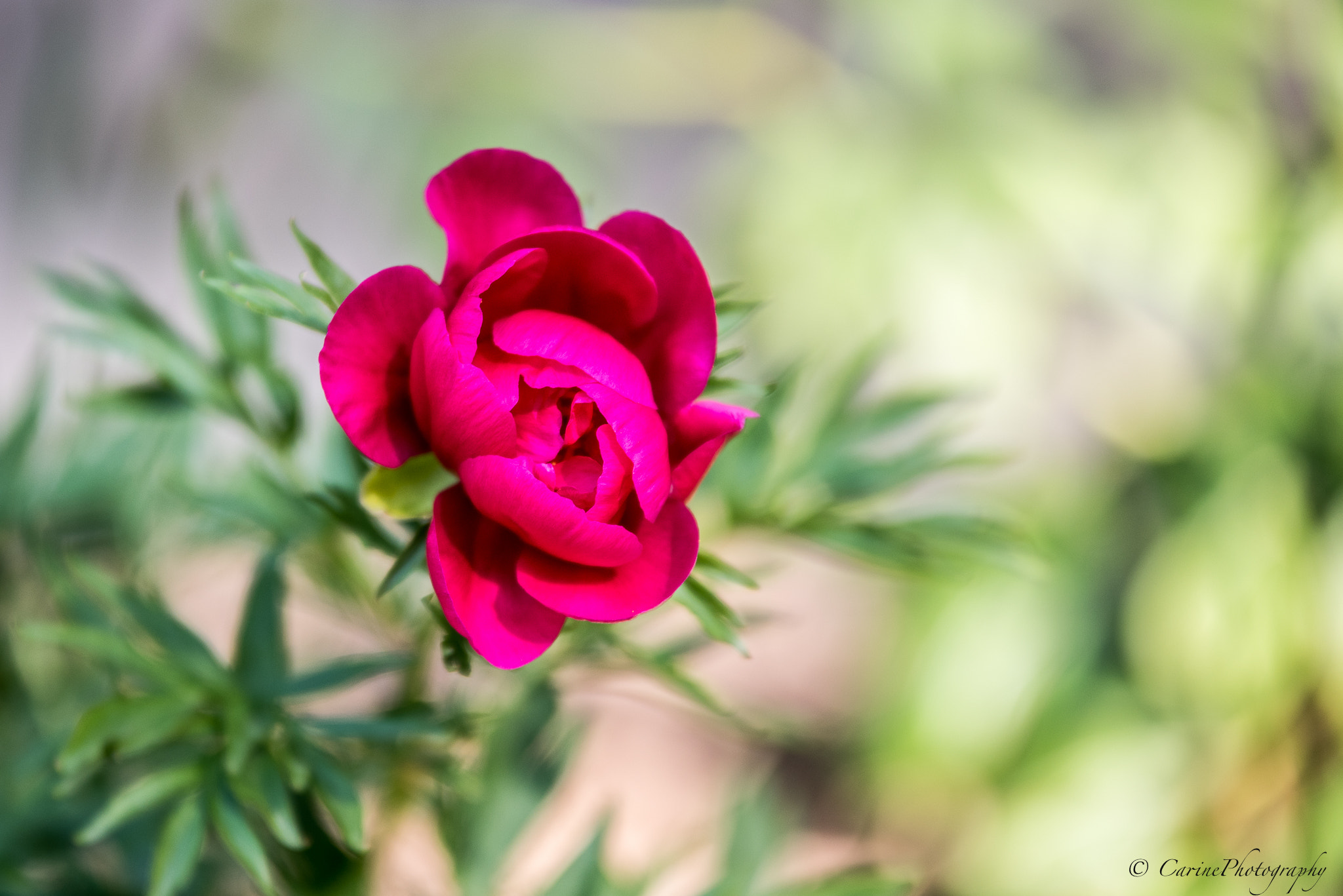 Sigma 70-200mm F2.8 EX DG OS HSM sample photo. Paeonia coral fay photography