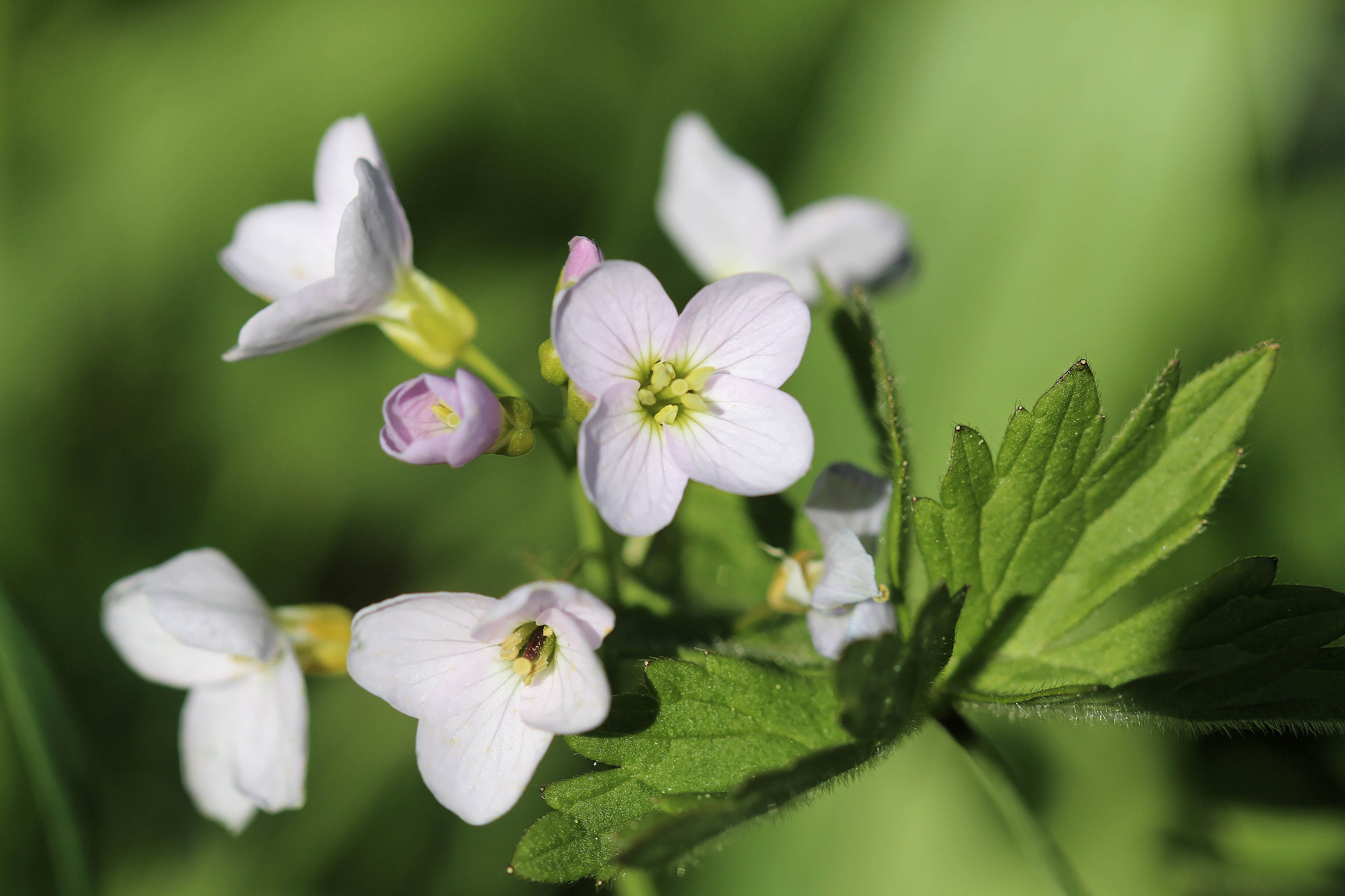 Canon EF 100mm F2.8 Macro USM sample photo. Flowers photography