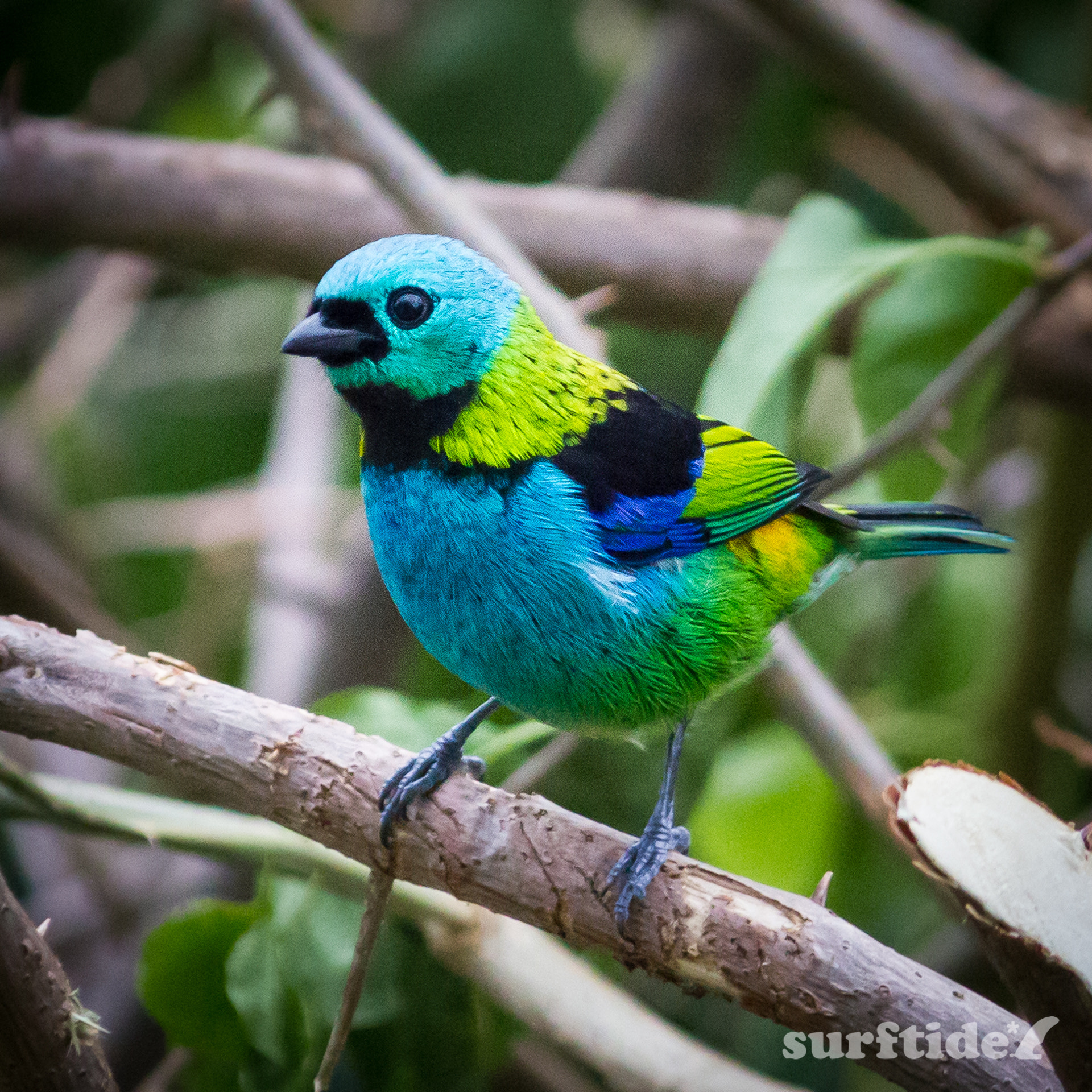 Canon EF-S 55-250mm F4-5.6 IS sample photo. Sete-cores / green-headed tanager photography