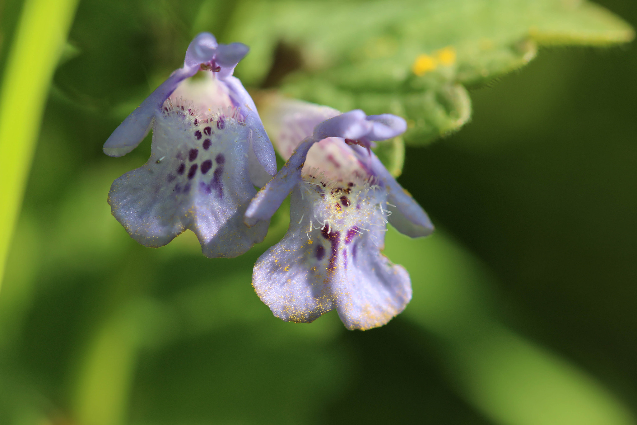 Canon EF 100mm F2.8 Macro USM sample photo. Colore photography