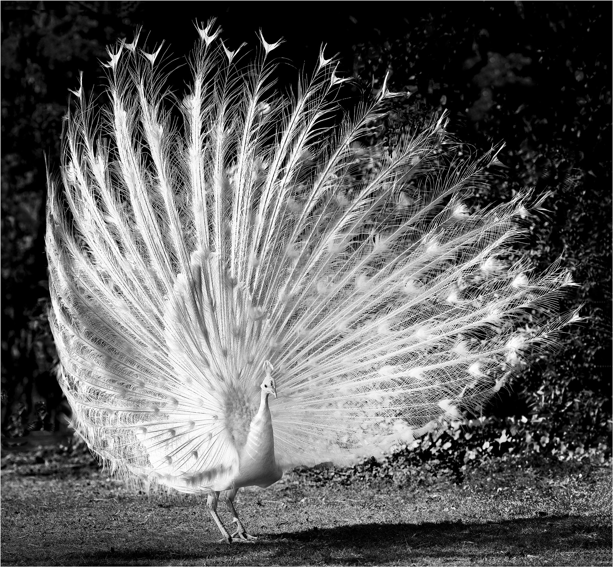 Nikon AF-S Nikkor 70-200mm F2.8G ED VR II sample photo. Plumage nuptial photography