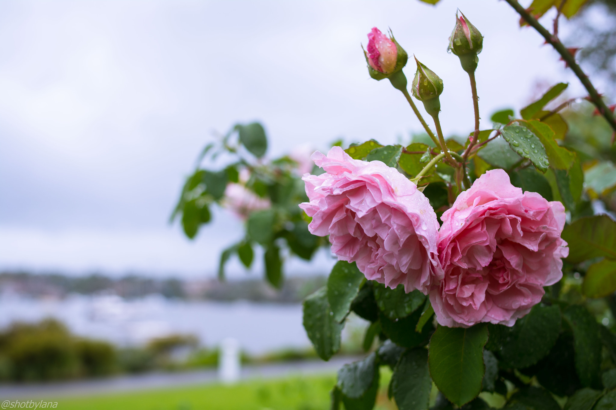Nikon D7100 sample photo. Roses after rain photography