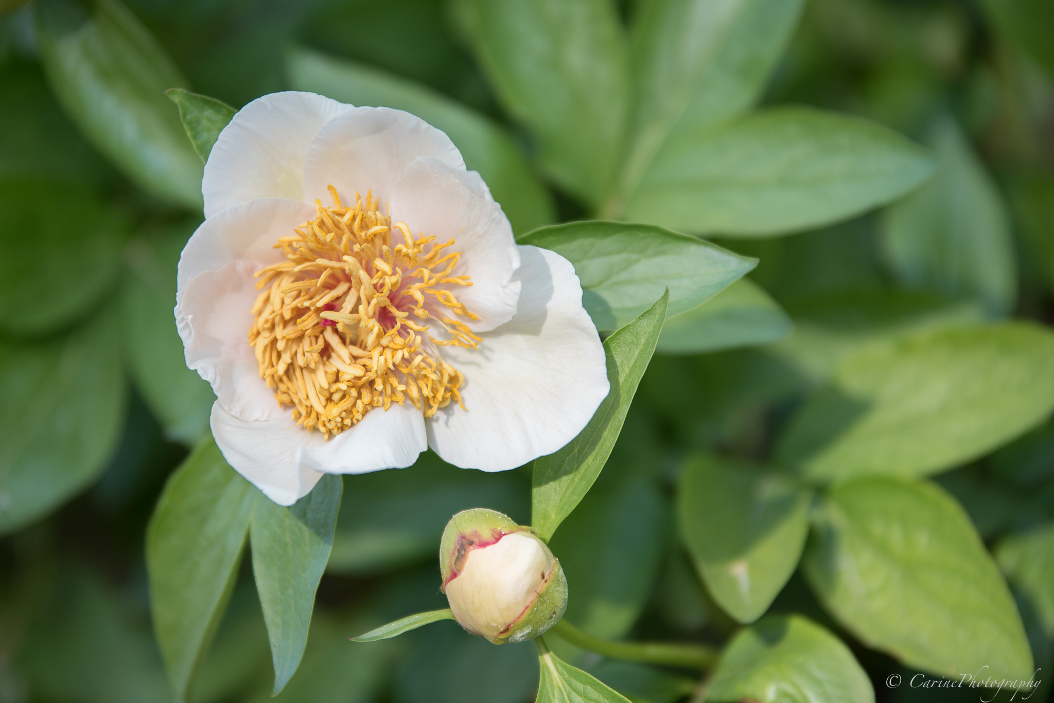 Sigma 70-200mm F2.8 EX DG OS HSM sample photo. Paeonia sanctus photography