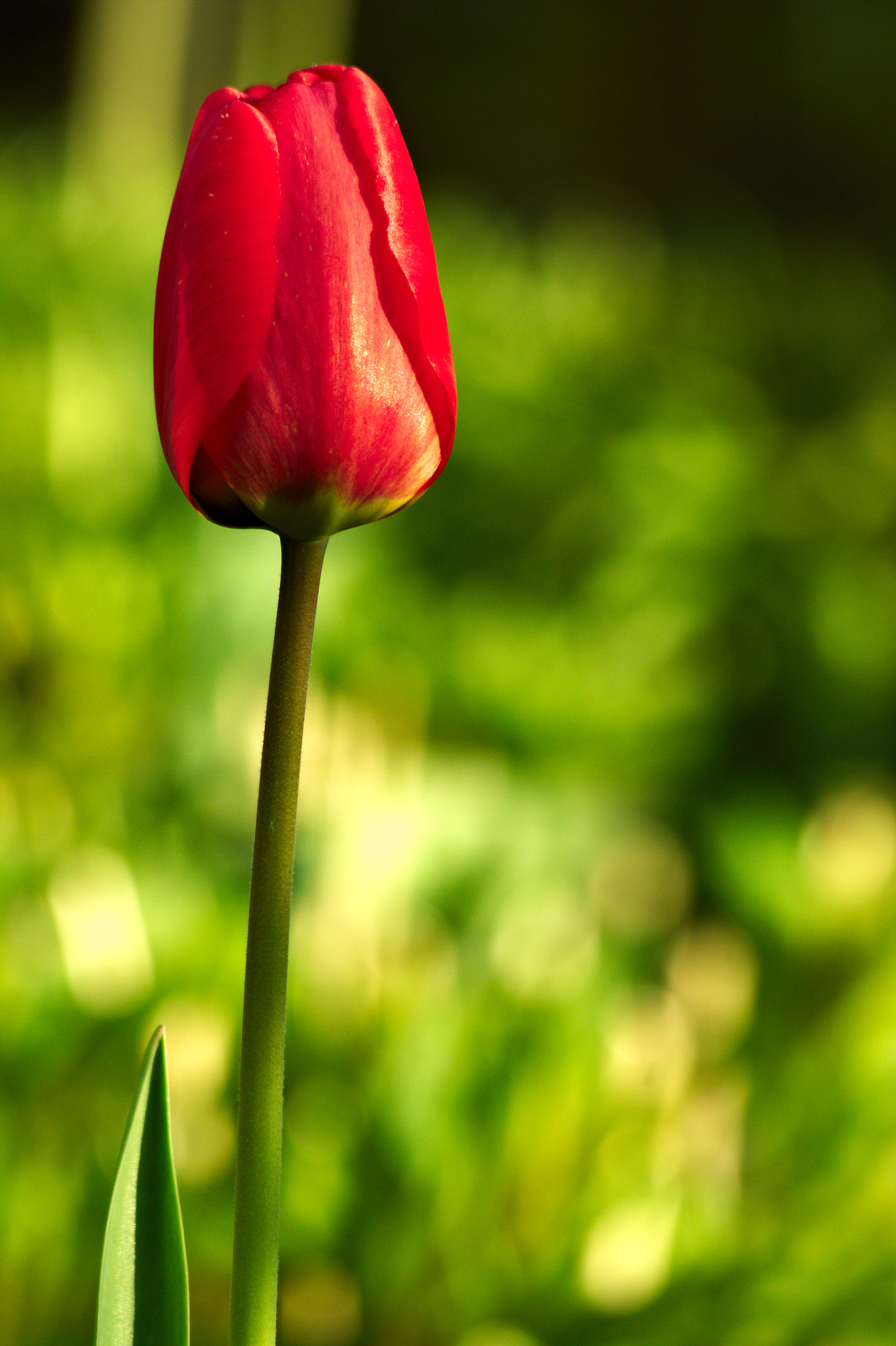 Canon EF 70-300mm F4-5.6 IS USM sample photo. Red_tulip photography