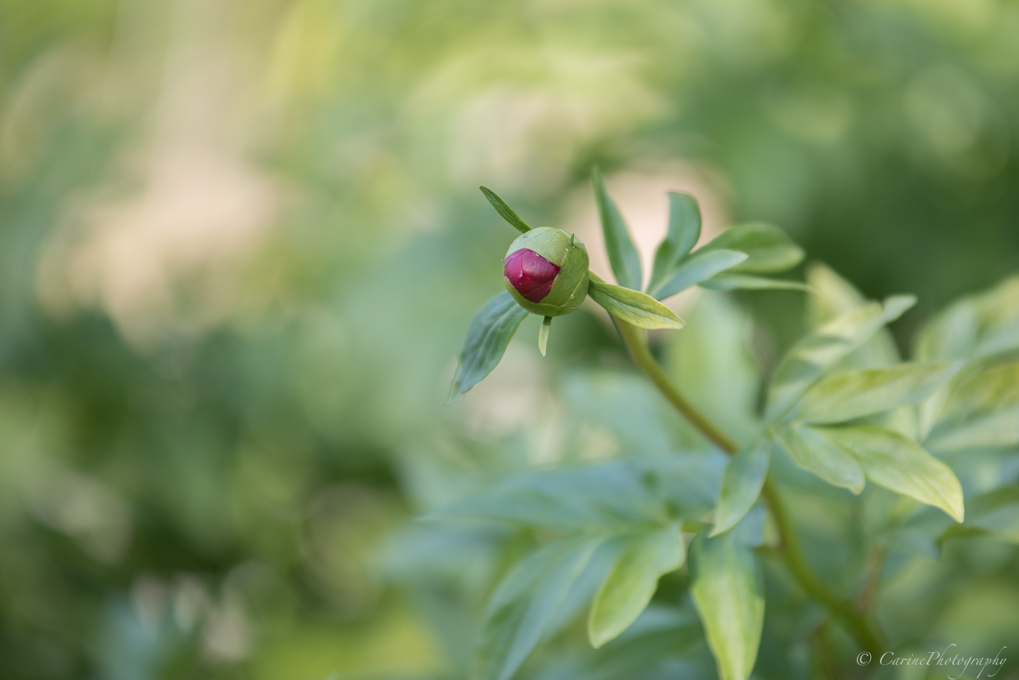 Sigma 70-200mm F2.8 EX DG OS HSM sample photo. Paeonia coral fay (bourgeon) photography