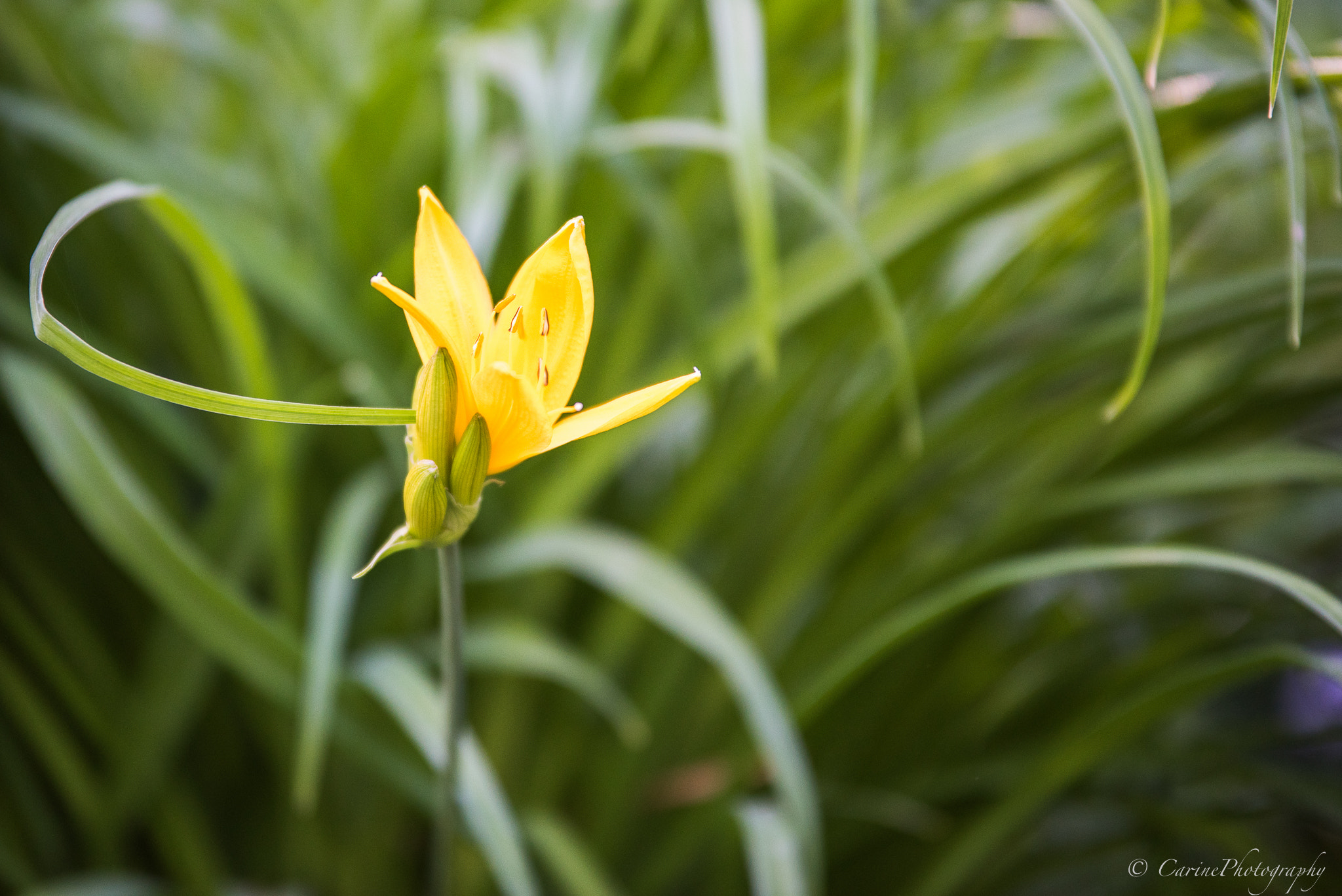 Sigma 70-200mm F2.8 EX DG OS HSM sample photo