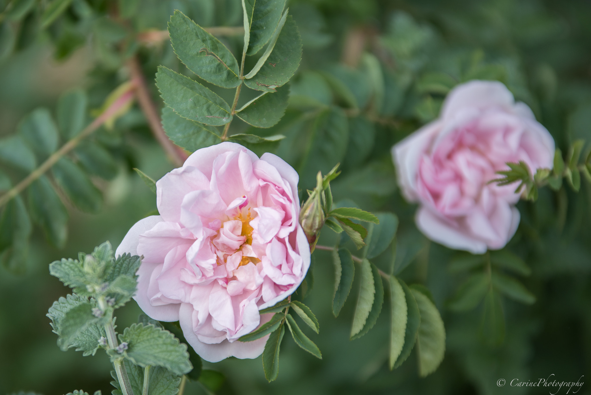 Sigma 70-200mm F2.8 EX DG OS HSM sample photo