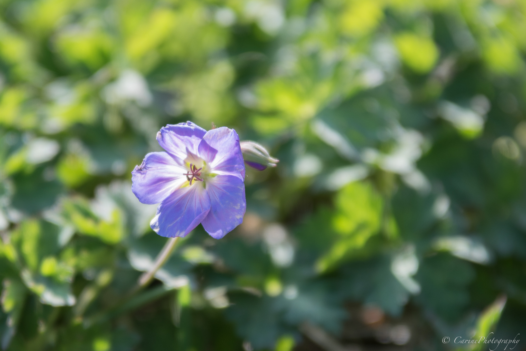 Sigma 70-200mm F2.8 EX DG OS HSM sample photo