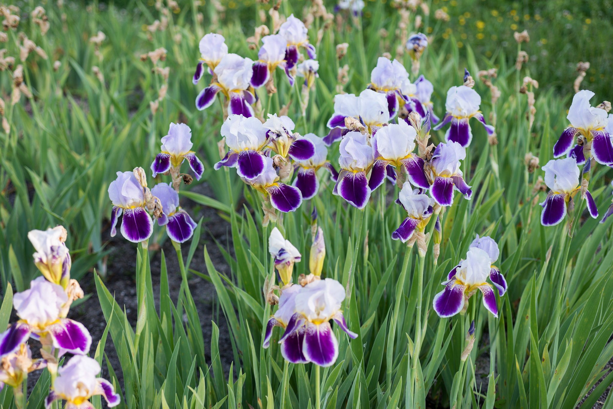 Nikon AF Micro-Nikkor 60mm F2.8D sample photo. Flower irises photography