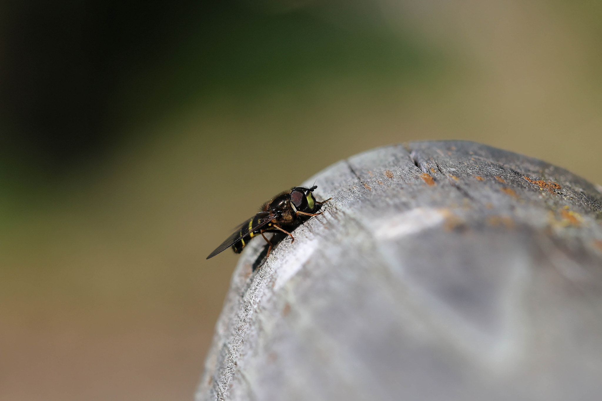 Canon EF 100mm F2.8 Macro USM sample photo. Solitude photography
