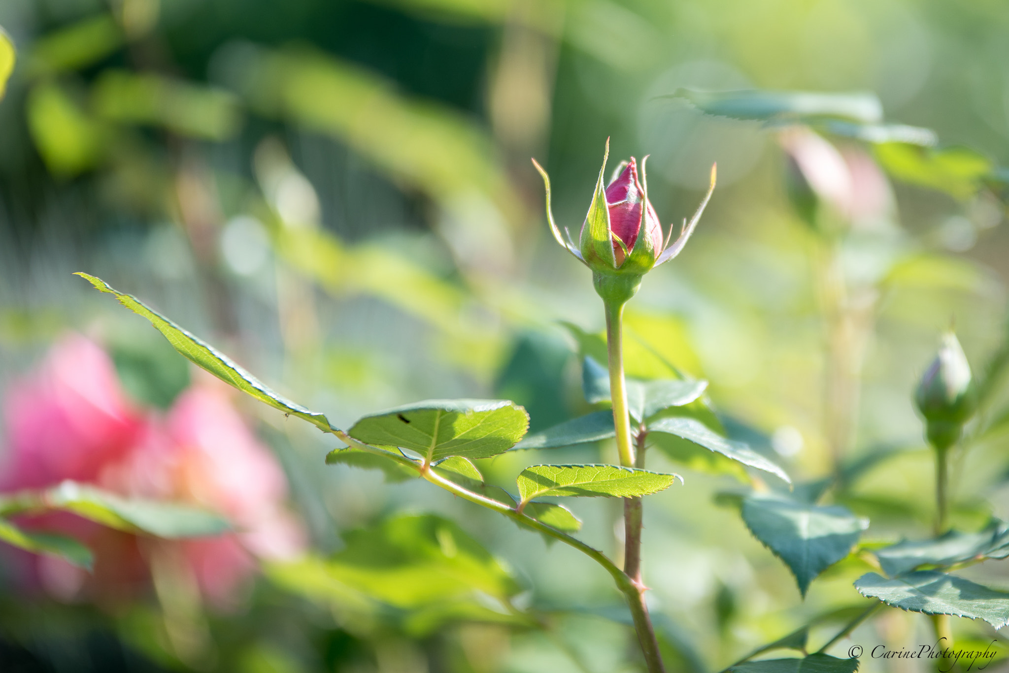 Nikon D750 + Sigma 70-200mm F2.8 EX DG OS HSM sample photo. Rose (général jacqueminot) photography