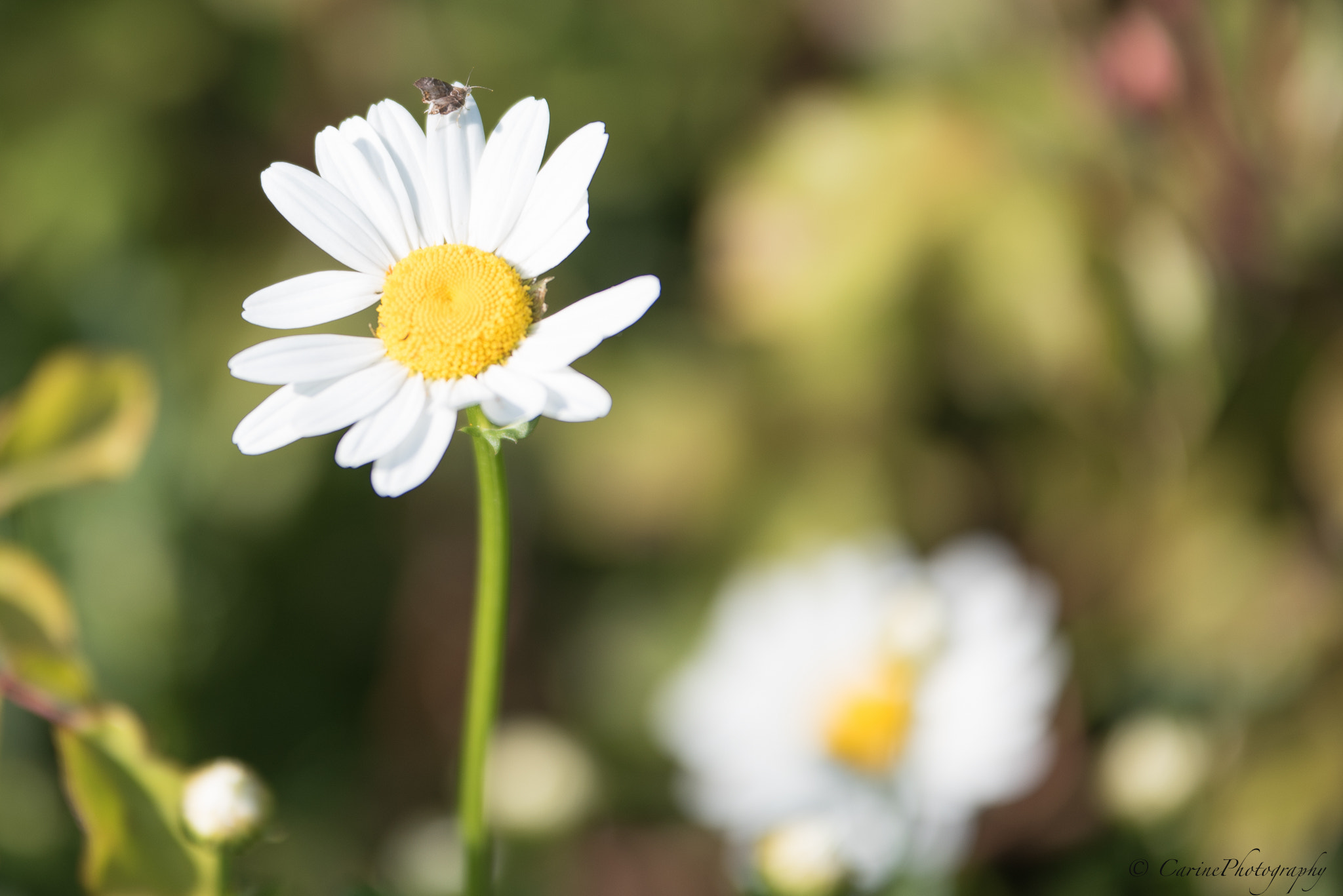 Sigma 70-200mm F2.8 EX DG OS HSM sample photo