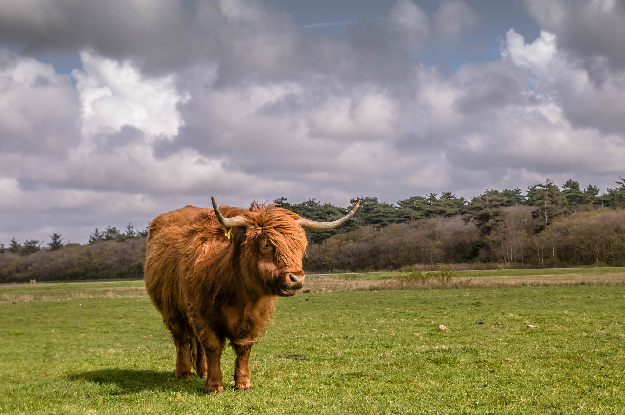 Nikon D300 + Sigma 17-70mm F2.8-4 DC Macro OS HSM sample photo. Schotse hooglander photography