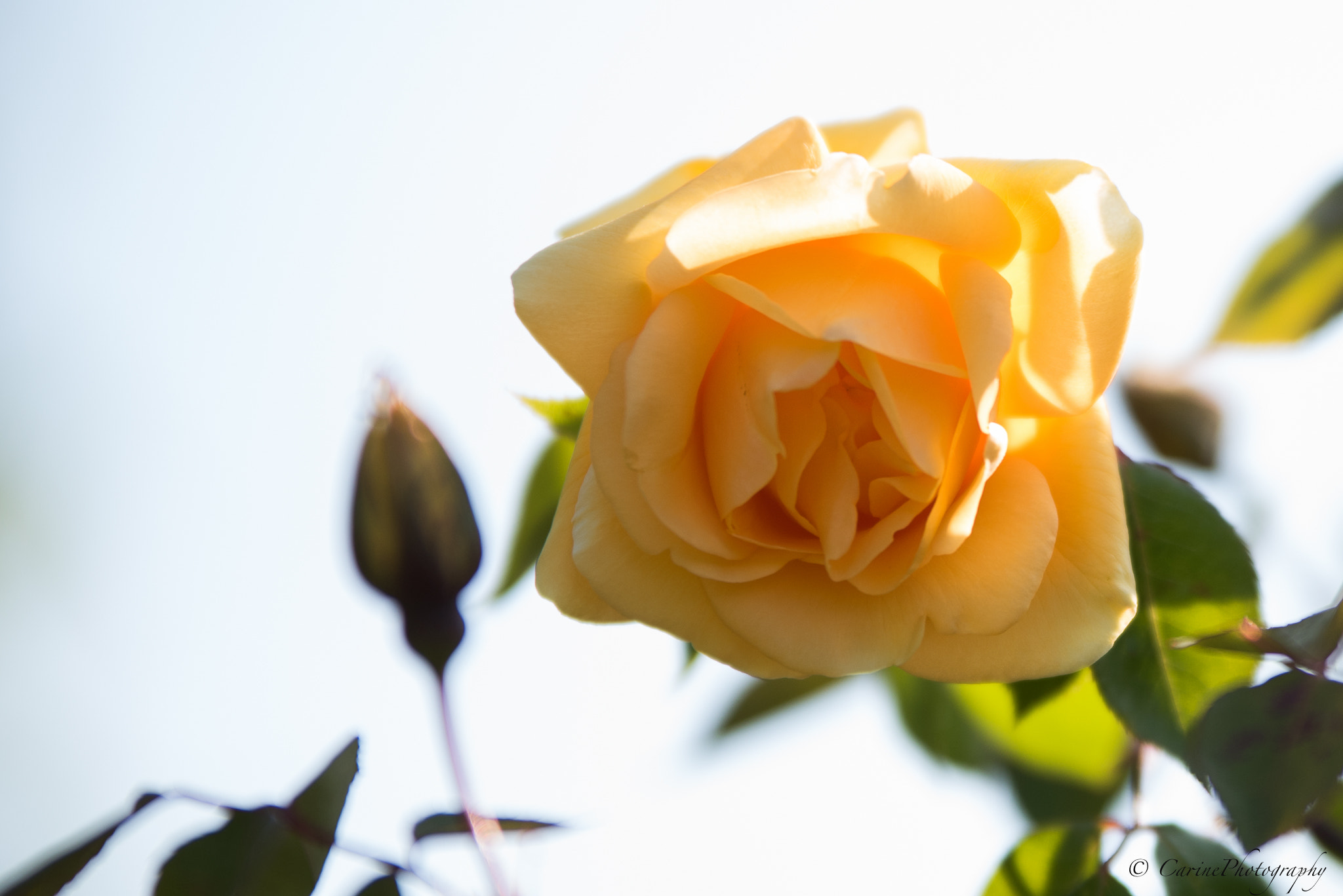 Nikon D750 + Sigma 70-200mm F2.8 EX DG OS HSM sample photo. Rose (lady hillingdon climbing) photography