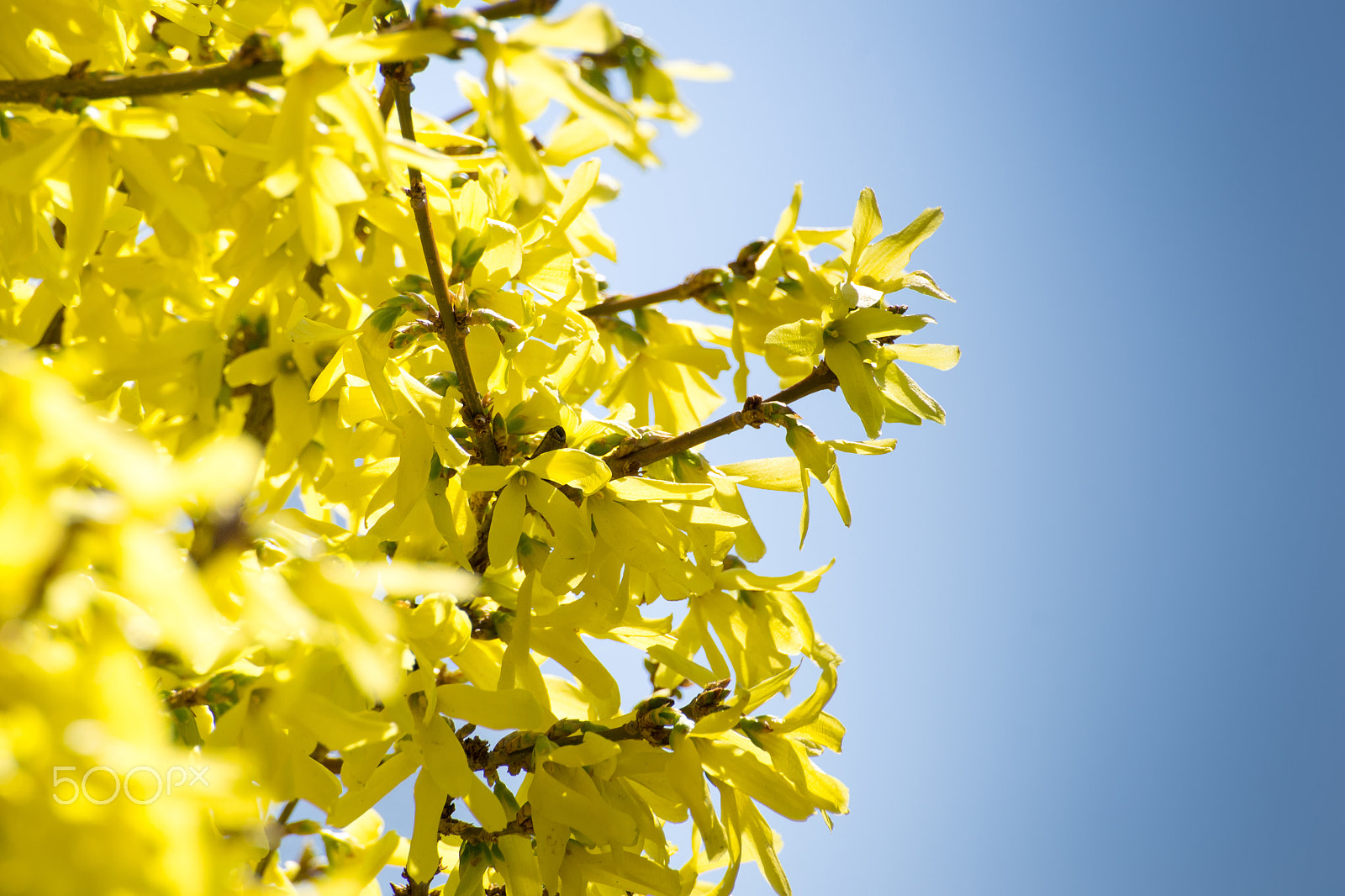 Nikon D3100 sample photo. Yellow flowers photography