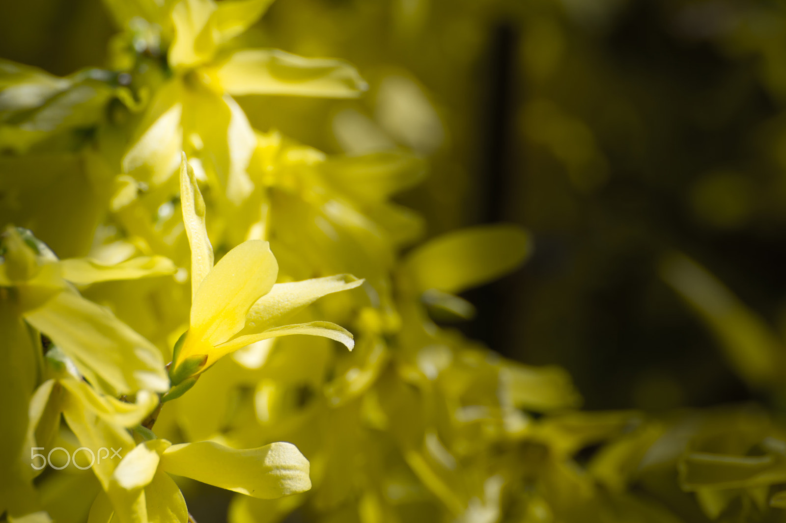 Nikon D3100 sample photo. Yellow flowers photography