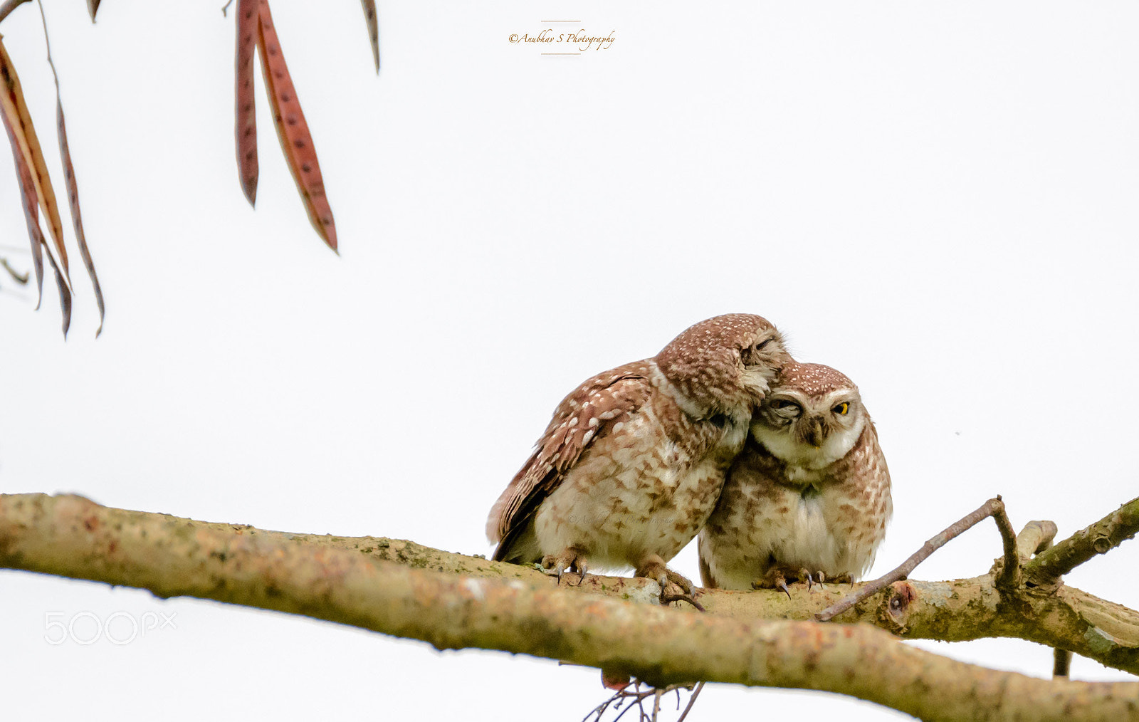Nikon AF-S Nikkor 200-500mm F5.6E ED VR sample photo. || owlet couple || photography