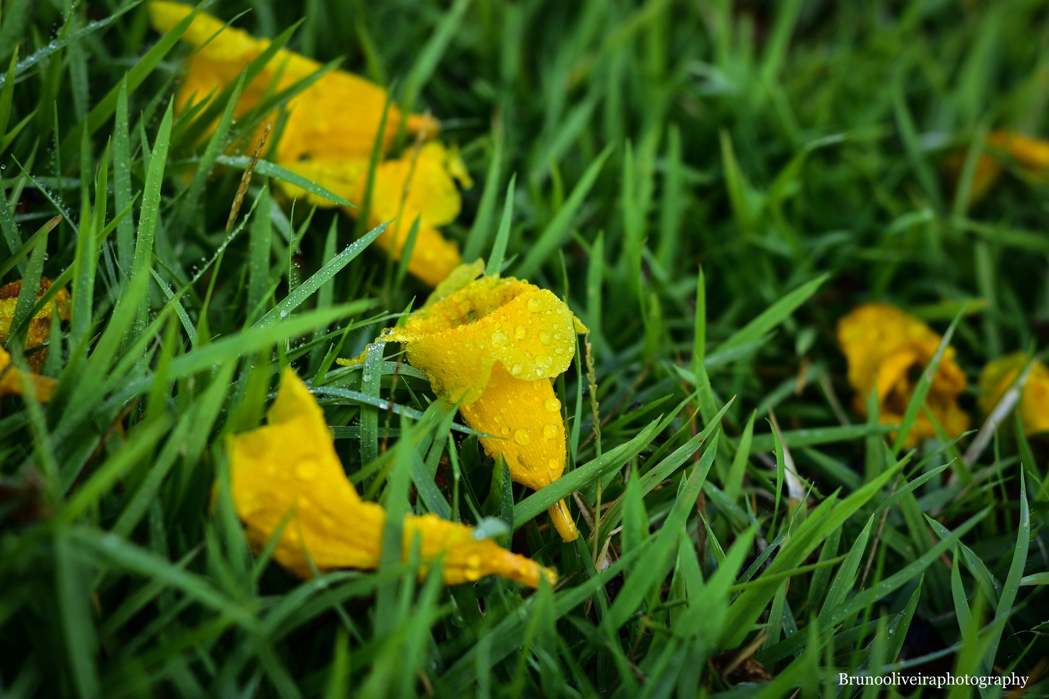 Nikon AF Nikkor 50mm F1.8D sample photo. Park - very early in the morning  photography