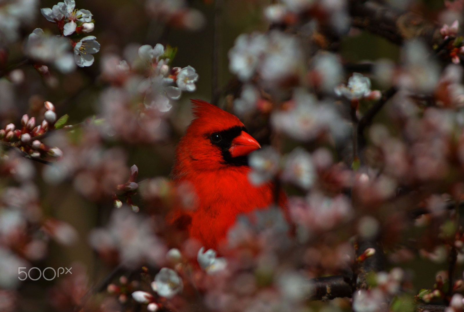 Nikon D7000 + Nikon AF-S Nikkor 200mm F2G ED VR II sample photo. Cardinal in the blossoms photography