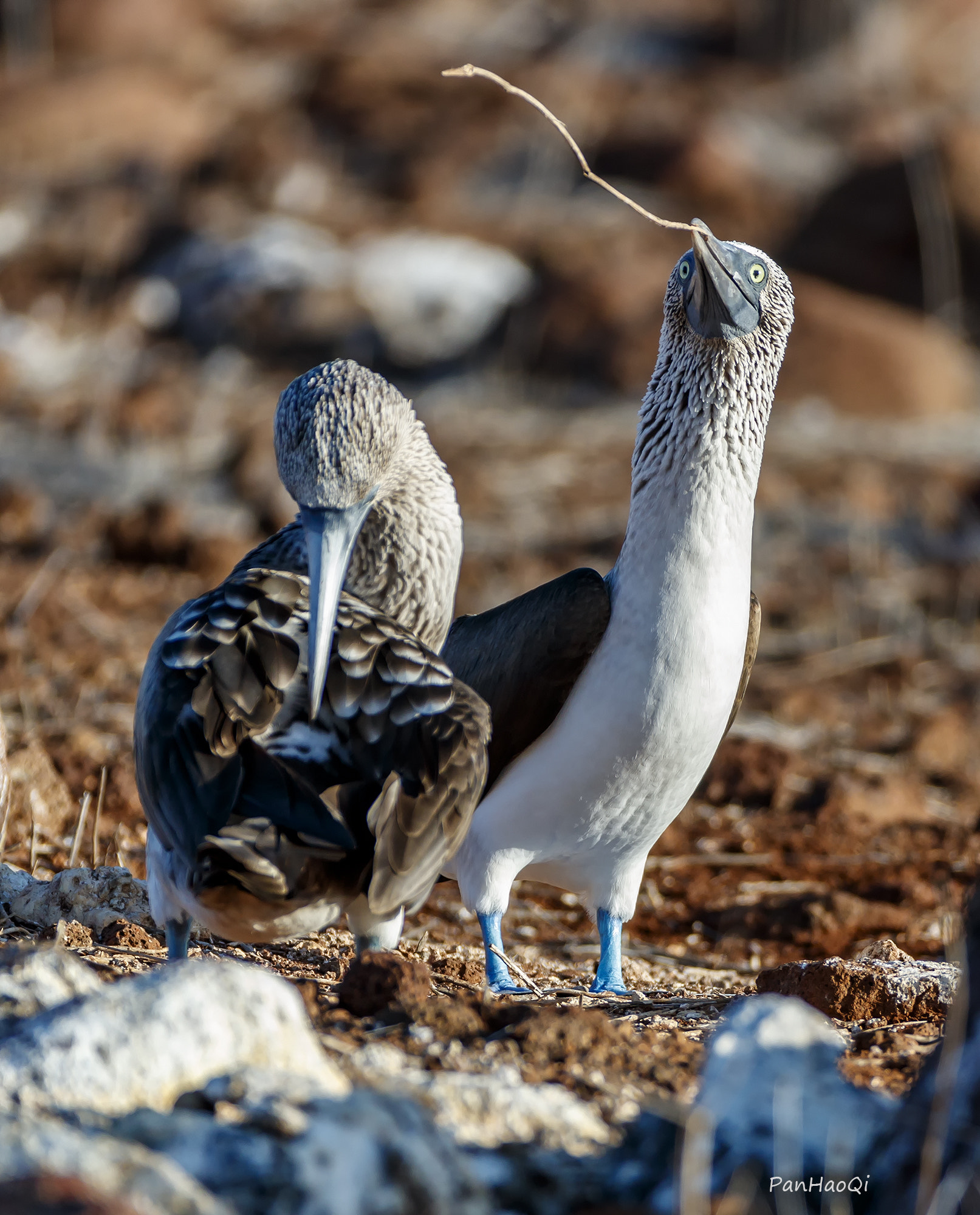 Canon EOS-1D X Mark II + Canon EF 200-400mm F4L IS USM Extender 1.4x sample photo. Blue footed booby photography