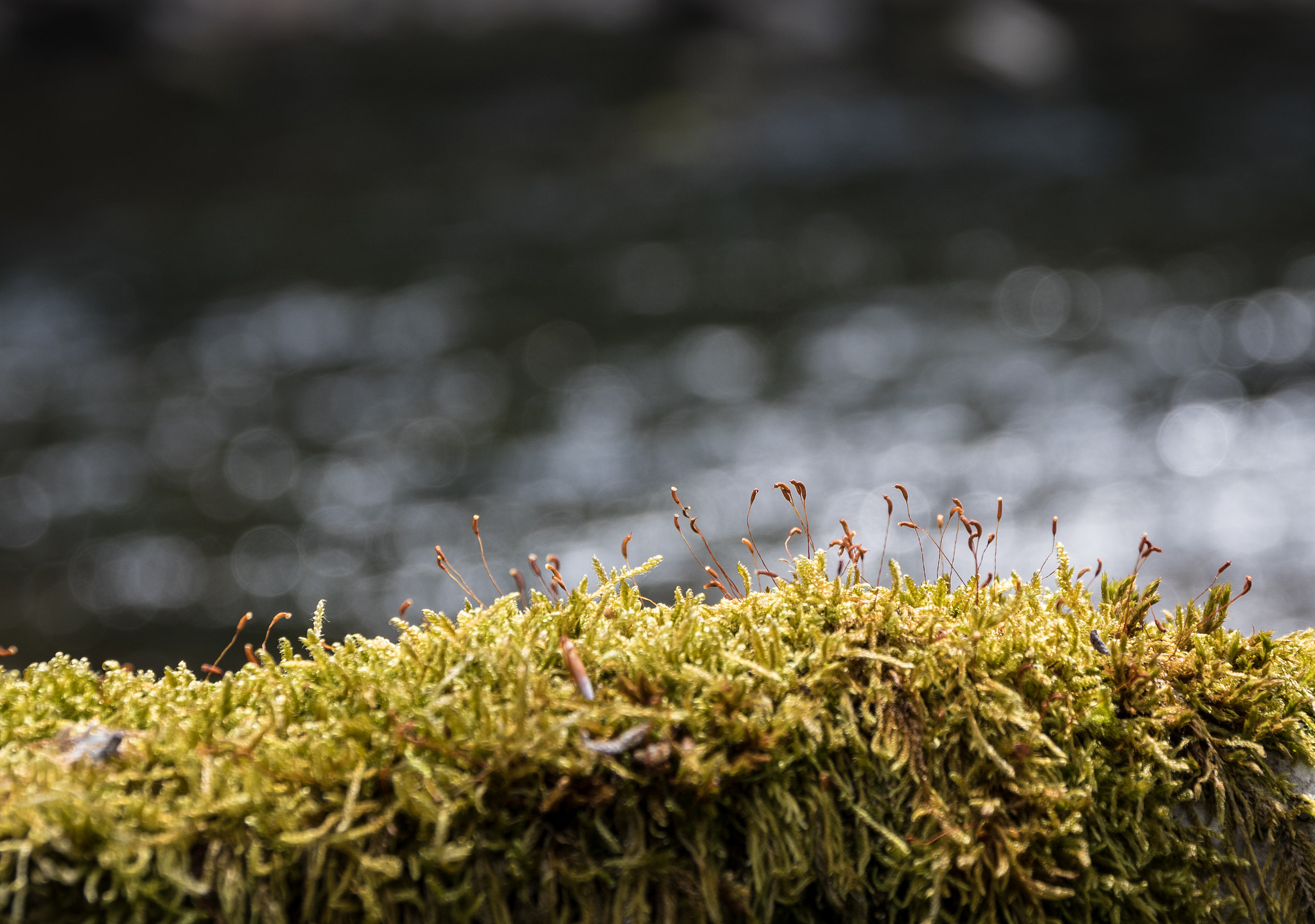 Canon EOS 80D + Sigma 17-70mm F2.8-4 DC Macro OS HSM sample photo. Am kamp photography