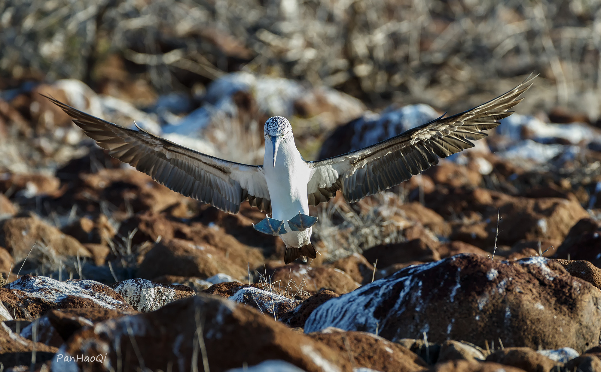 Canon EF 200-400mm F4L IS USM Extender 1.4x sample photo. Blue footed booby photography