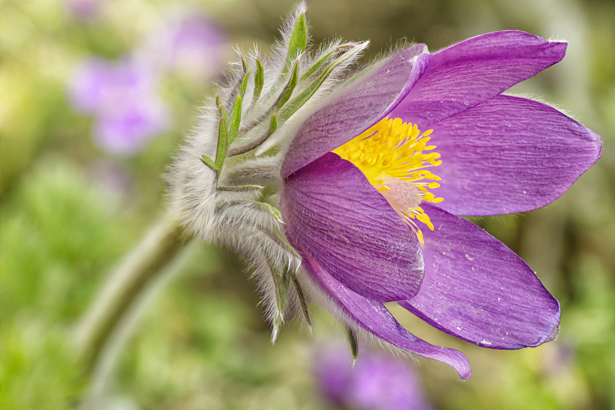 Tamron SP AF 90mm F2.8 Di Macro sample photo. Beauty photography