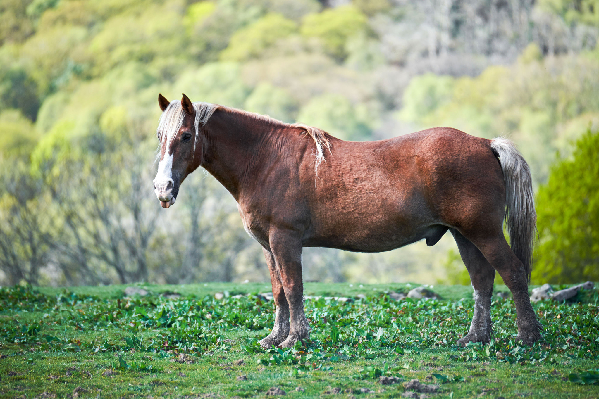 Fujifilm X-T10 + Fujifilm XF 100-400mm F4.5-5.6 R LM OIS WR sample photo. Rude horse sticking tongue out photography