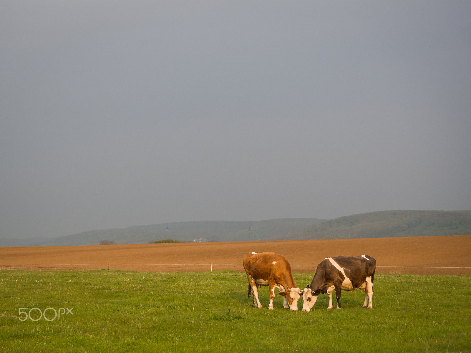 Olympus PEN E-P5 sample photo. Landscape with cows photography
