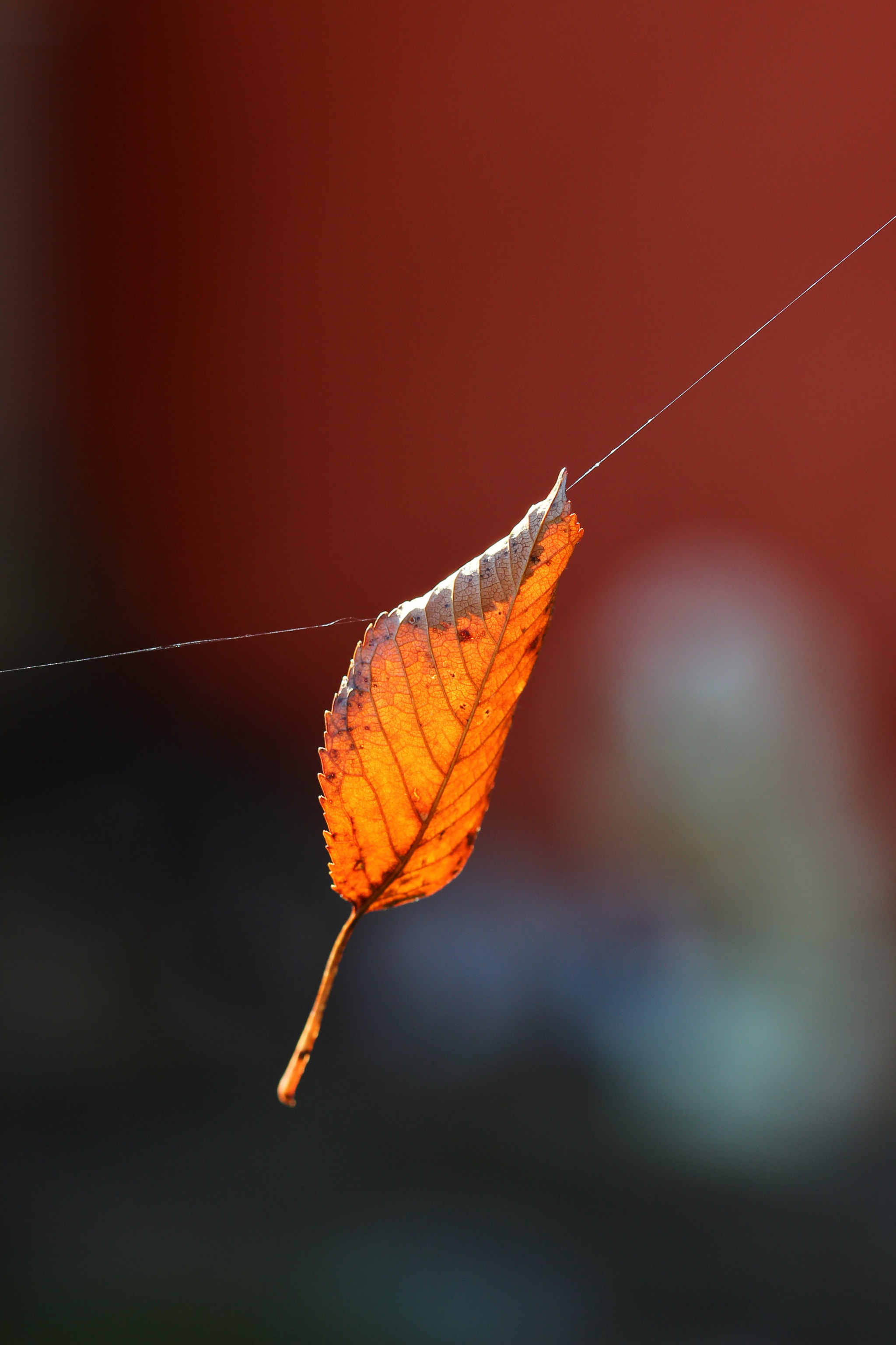 Canon EOS 600D (Rebel EOS T3i / EOS Kiss X5) + Sigma 105mm F2.8 EX DG OS HSM sample photo. Magic leaf photography