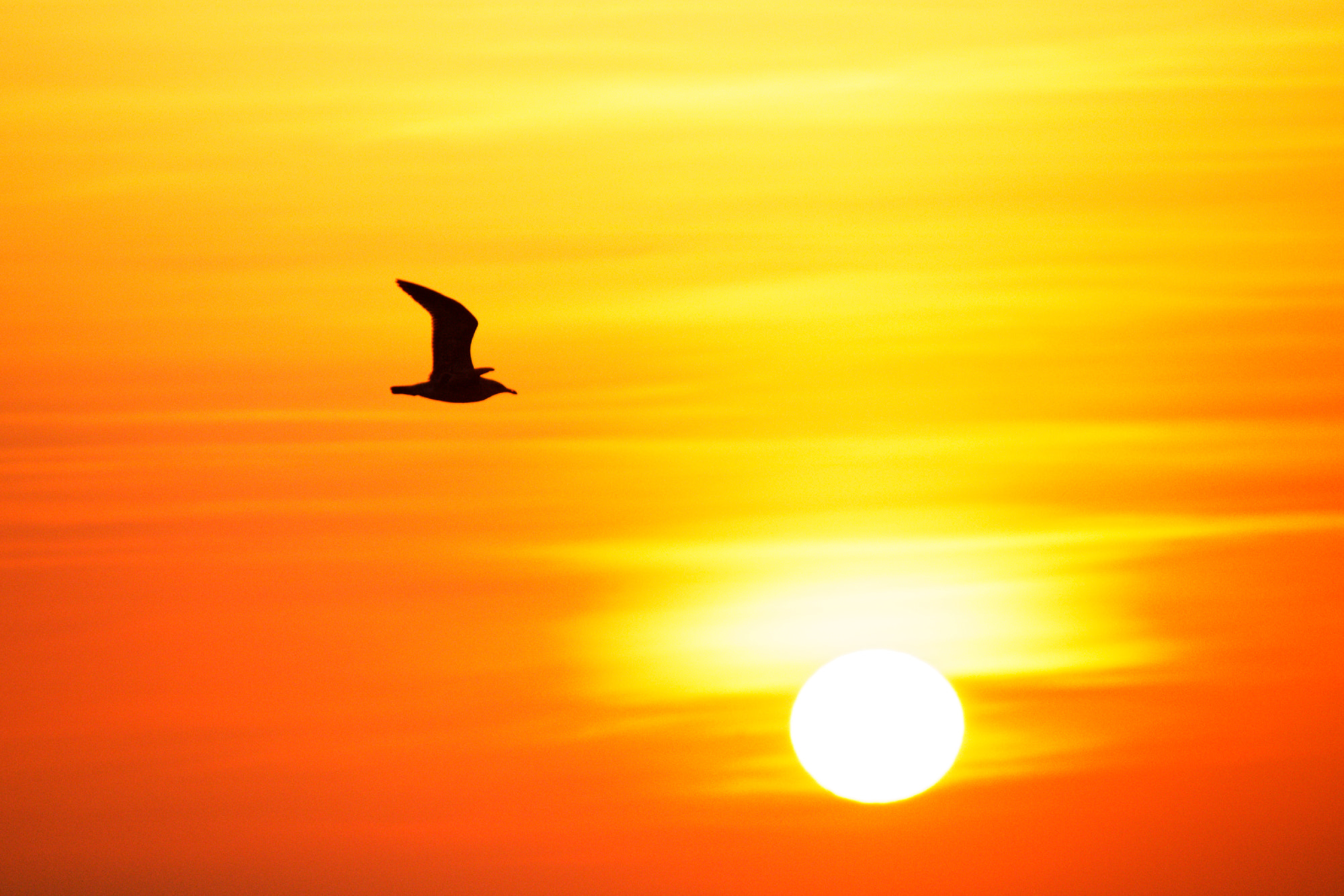 Canon EOS 760D (EOS Rebel T6s / EOS 8000D) sample photo. Last flight photography