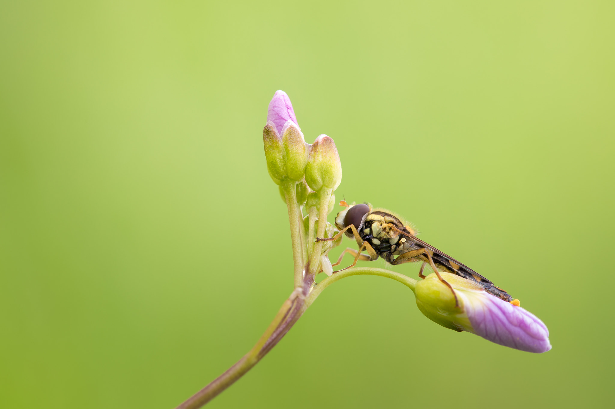 Canon EF 100mm F2.8L Macro IS USM sample photo. -balance- photography