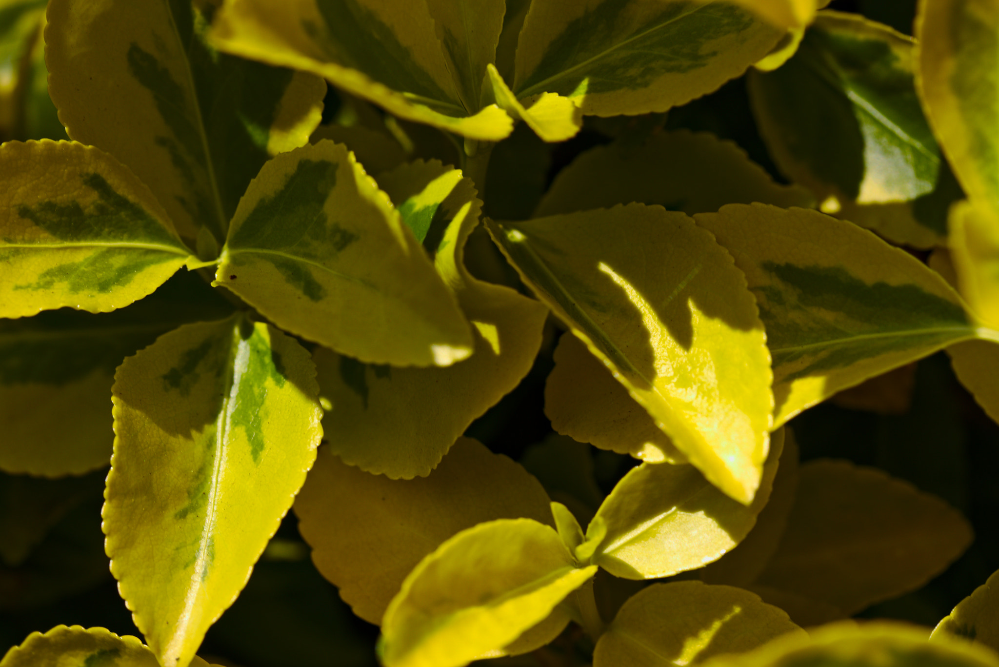Canon EF-S 60mm F2.8 Macro USM sample photo. Plants -- a mini series photography