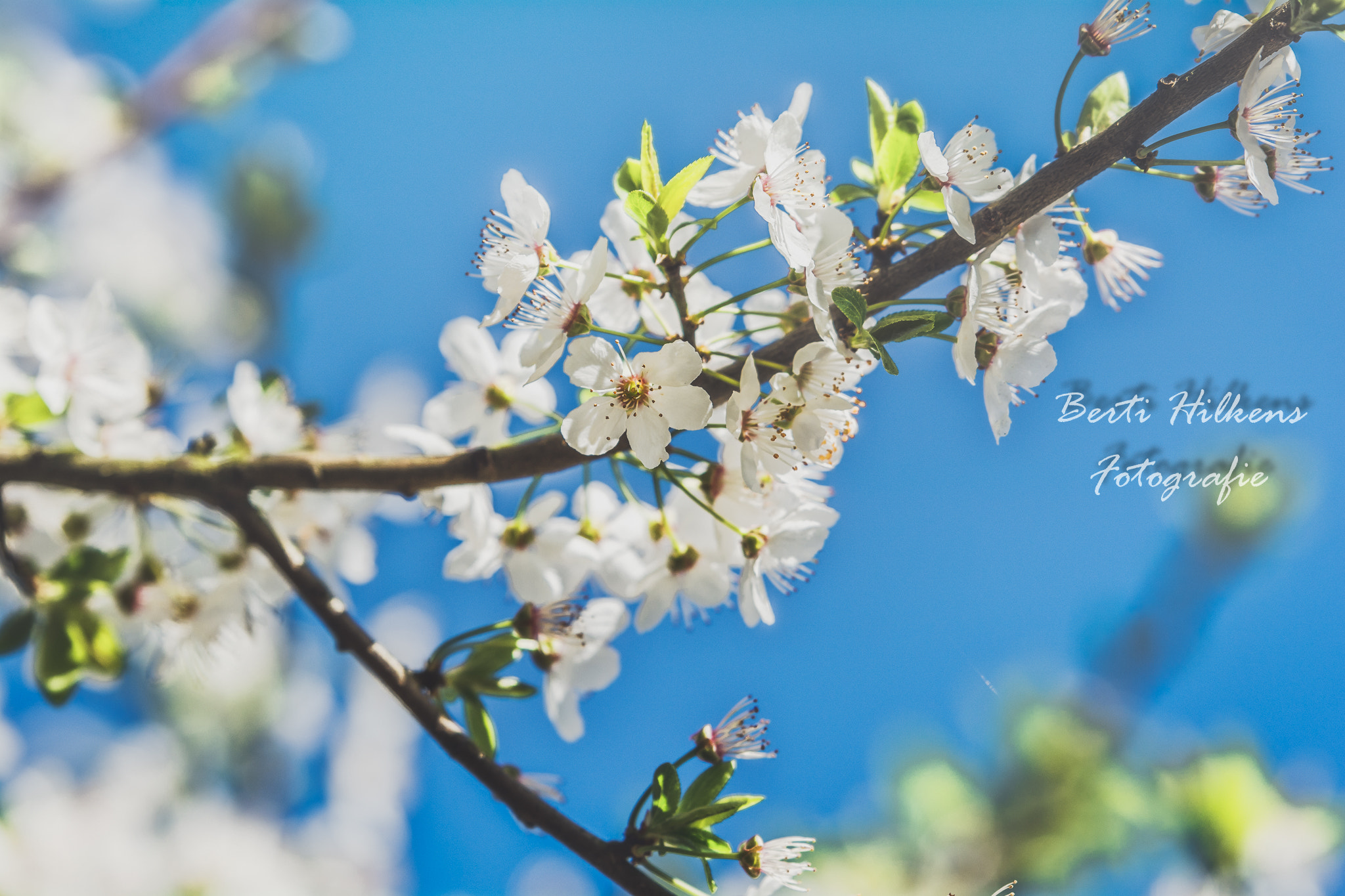 Nikon D7100 sample photo. Spring freshness photography