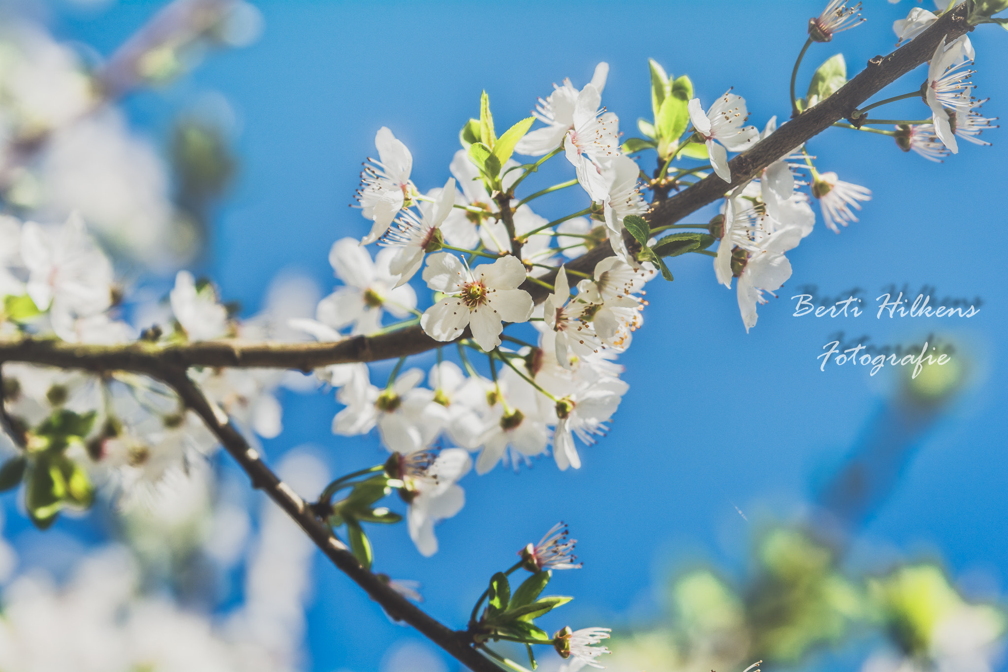 Nikon D7100 + Tamron SP 70-200mm F2.8 Di VC USD sample photo. Spring freshness photography