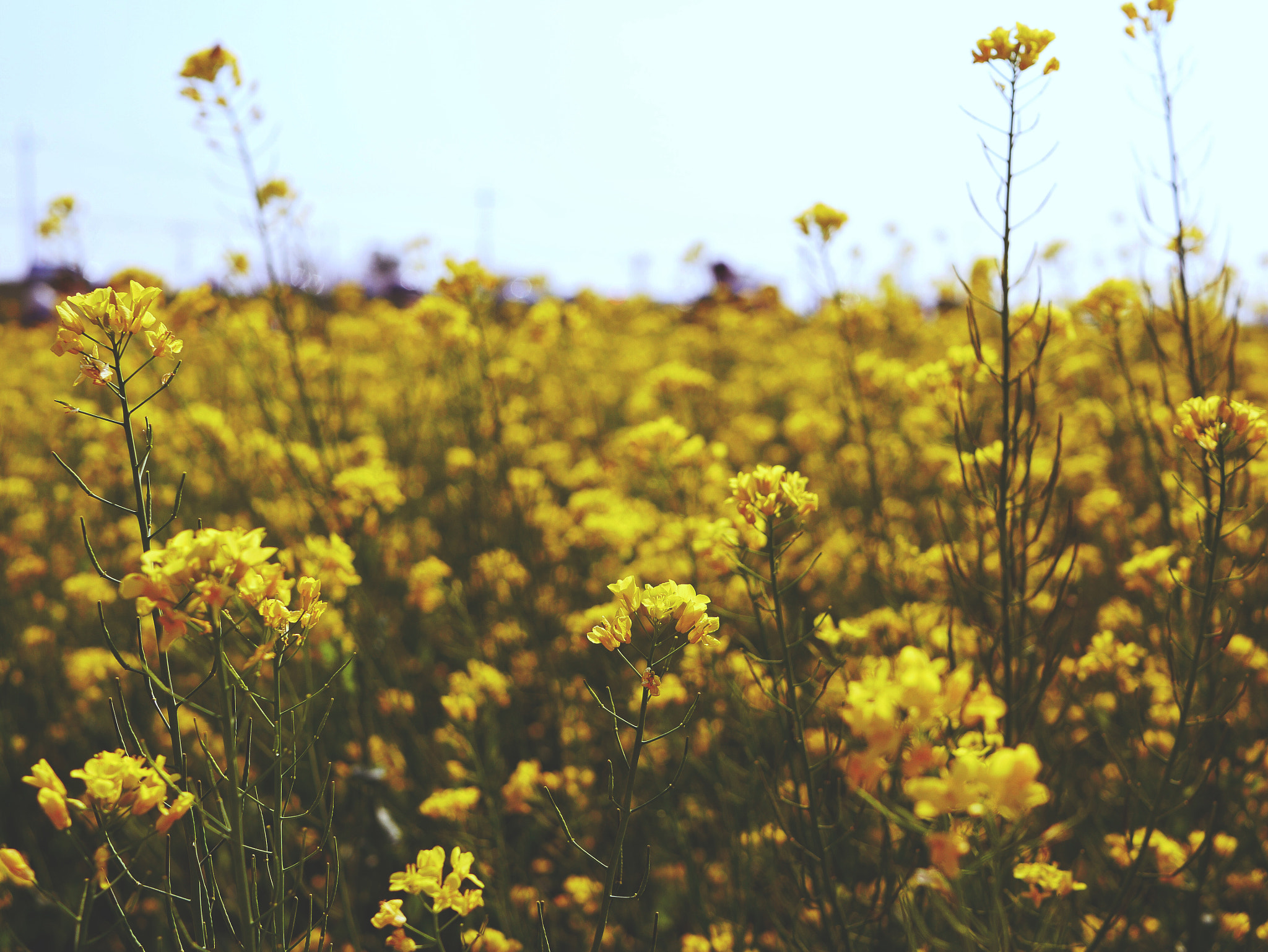 Panasonic Lumix DMC-GX85 (Lumix DMC-GX80 / Lumix DMC-GX7 Mark II) sample photo. Rape blossoms photography