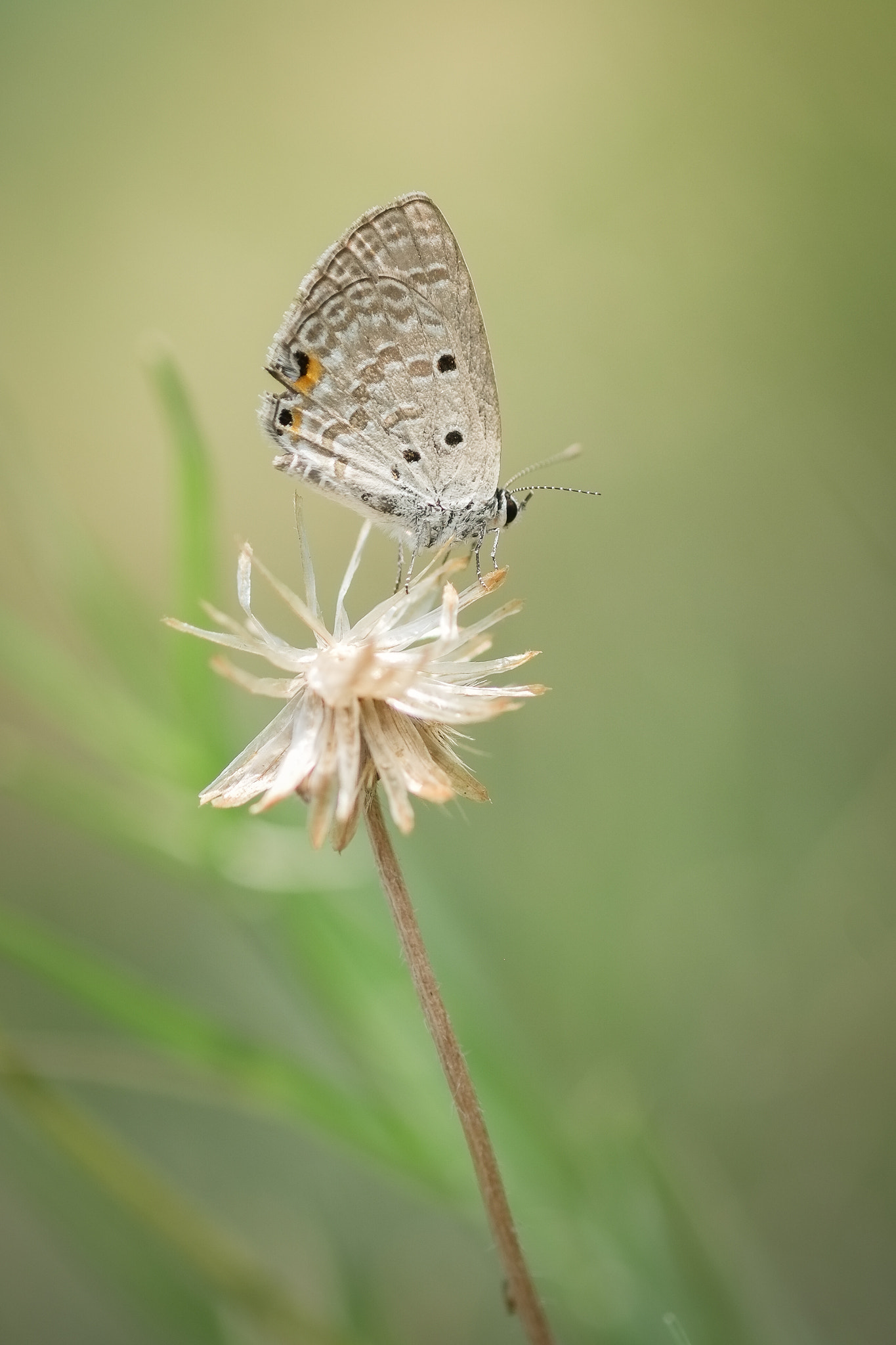 Fujifilm X-E1 + Fujifilm XF 60mm F2.4 R Macro sample photo. Long tailed blue (lampides boeticus) photography