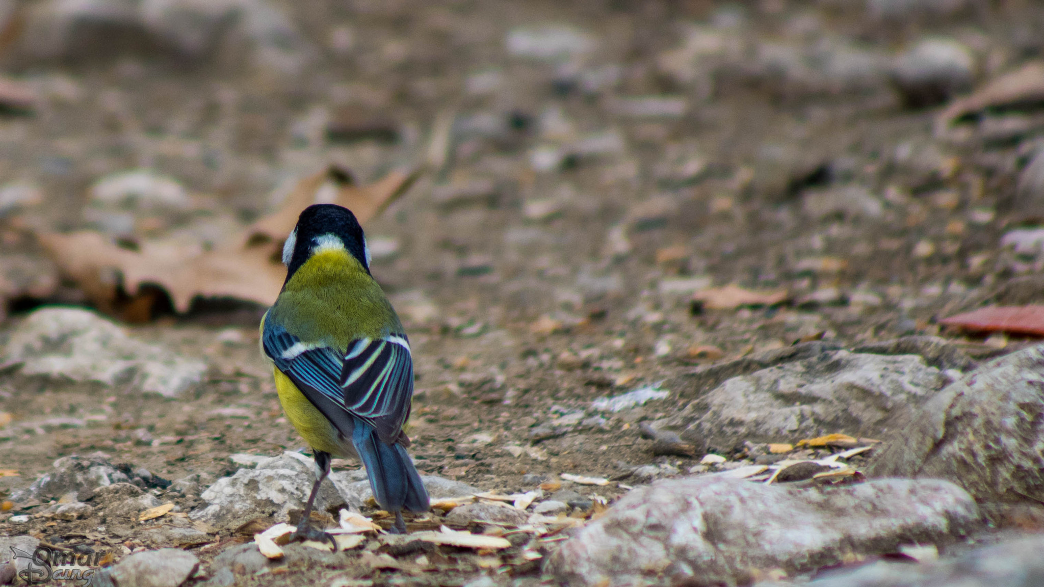 smc PENTAX-FA 80-320mm F4.5-5.6 sample photo. Büyük baştankara - great tit photography