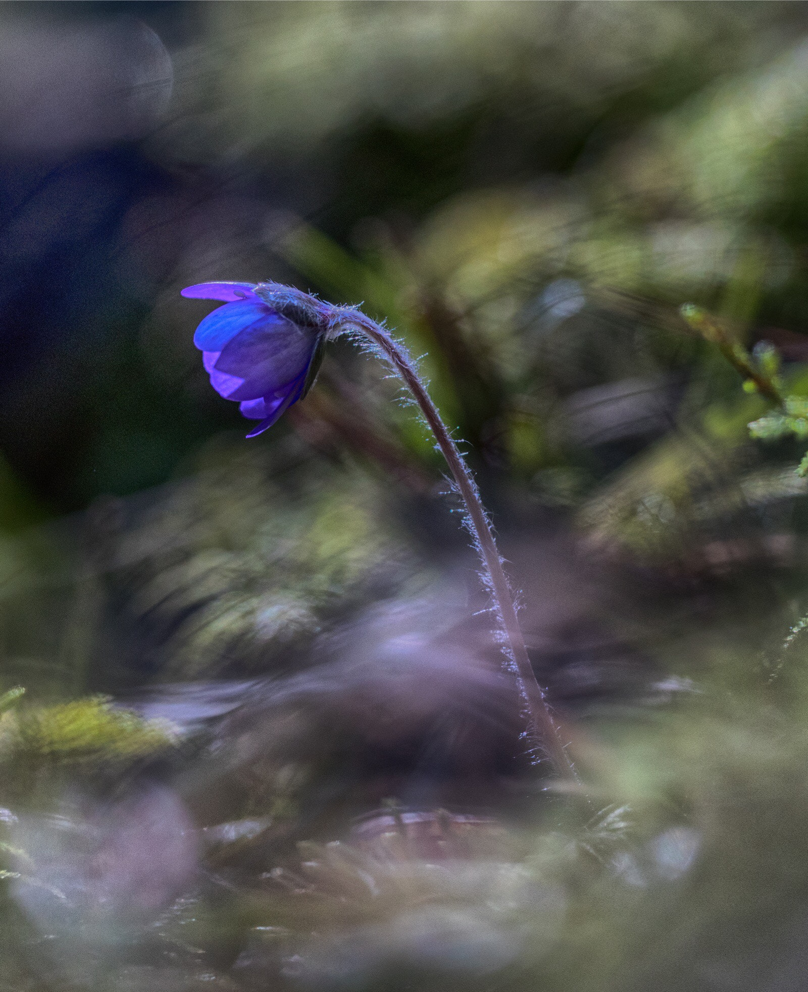 Canon EOS-1D X Mark II sample photo. Anemone hepatica photography