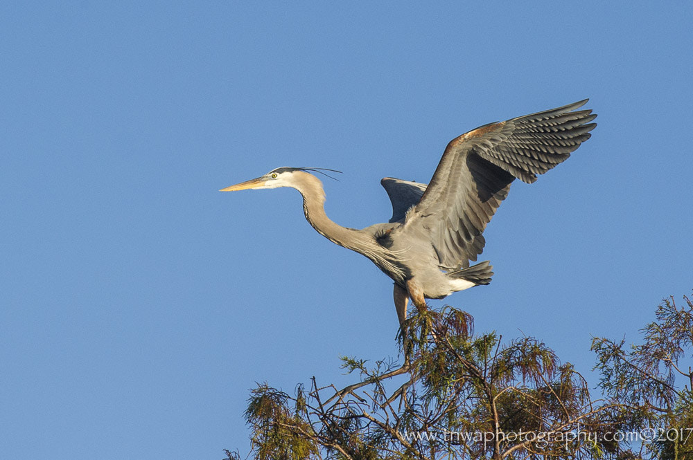 Nikon AF-S Nikkor 300mm F2.8G ED-IF VR sample photo. On your mark ... get set ... photography