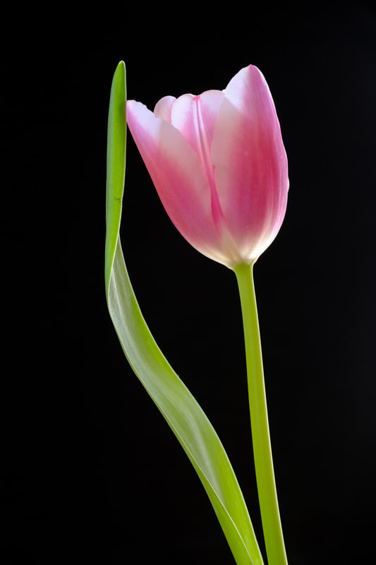 Fujifilm X-T20 + Fujifilm XF 60mm F2.4 R Macro sample photo. Flower power photography