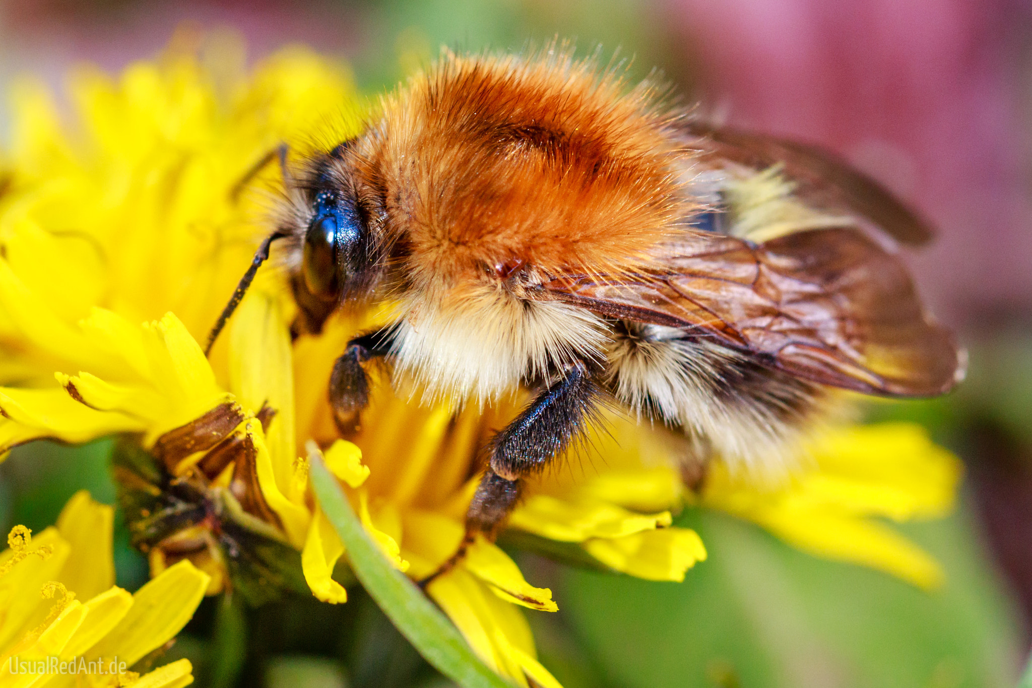 Canon EF 100mm F2.8L Macro IS USM sample photo. Westliche honigbiene (apis mellifera) photography