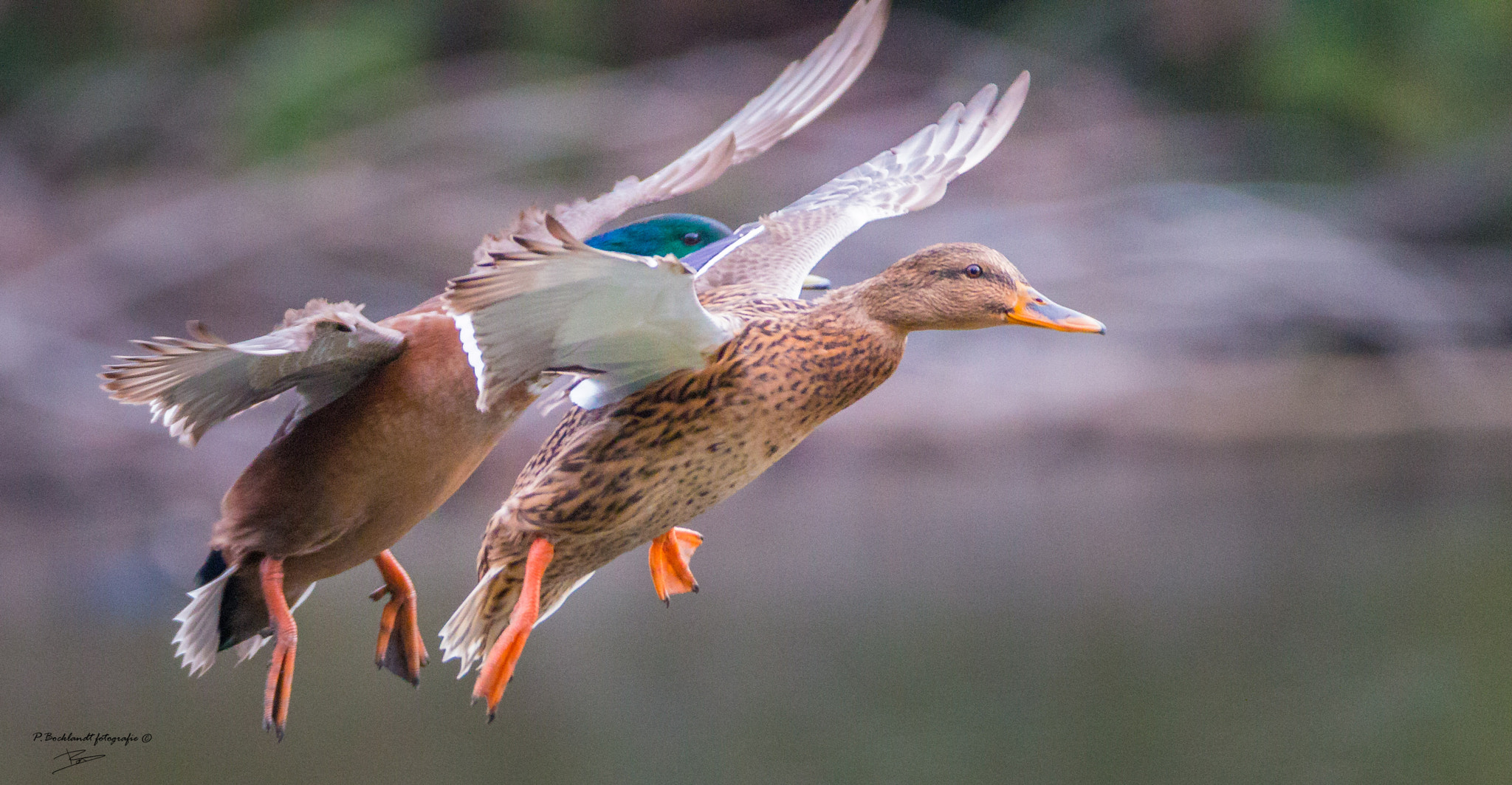 Canon EOS 70D sample photo. Wild ducks landing photography
