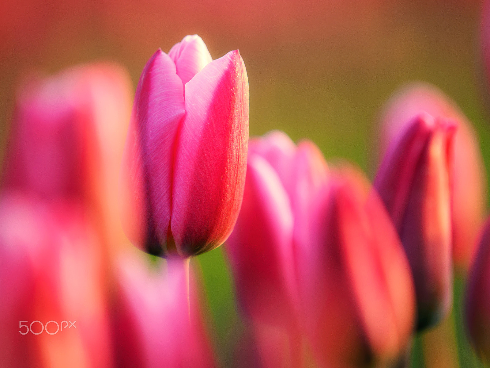 Olympus OM-D E-M1 sample photo. Tulips photography