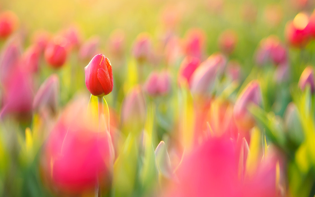 TULIPS by wouter claassen on 500px.com