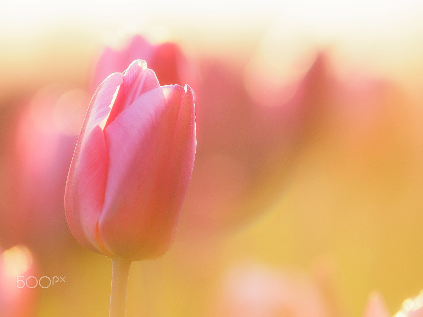Olympus OM-D E-M1 sample photo. Tulips photography