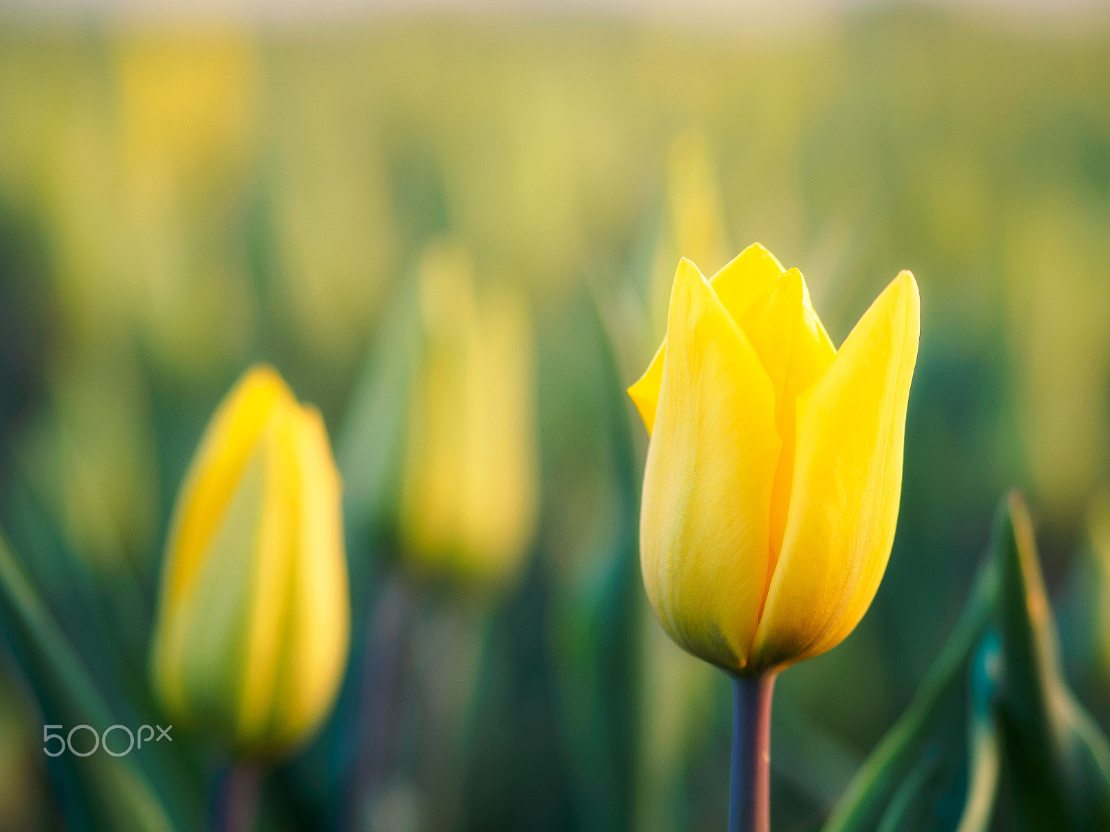 Olympus OM-D E-M1 + Olympus M.Zuiko Digital ED 75mm F1.8 sample photo. Tulips photography