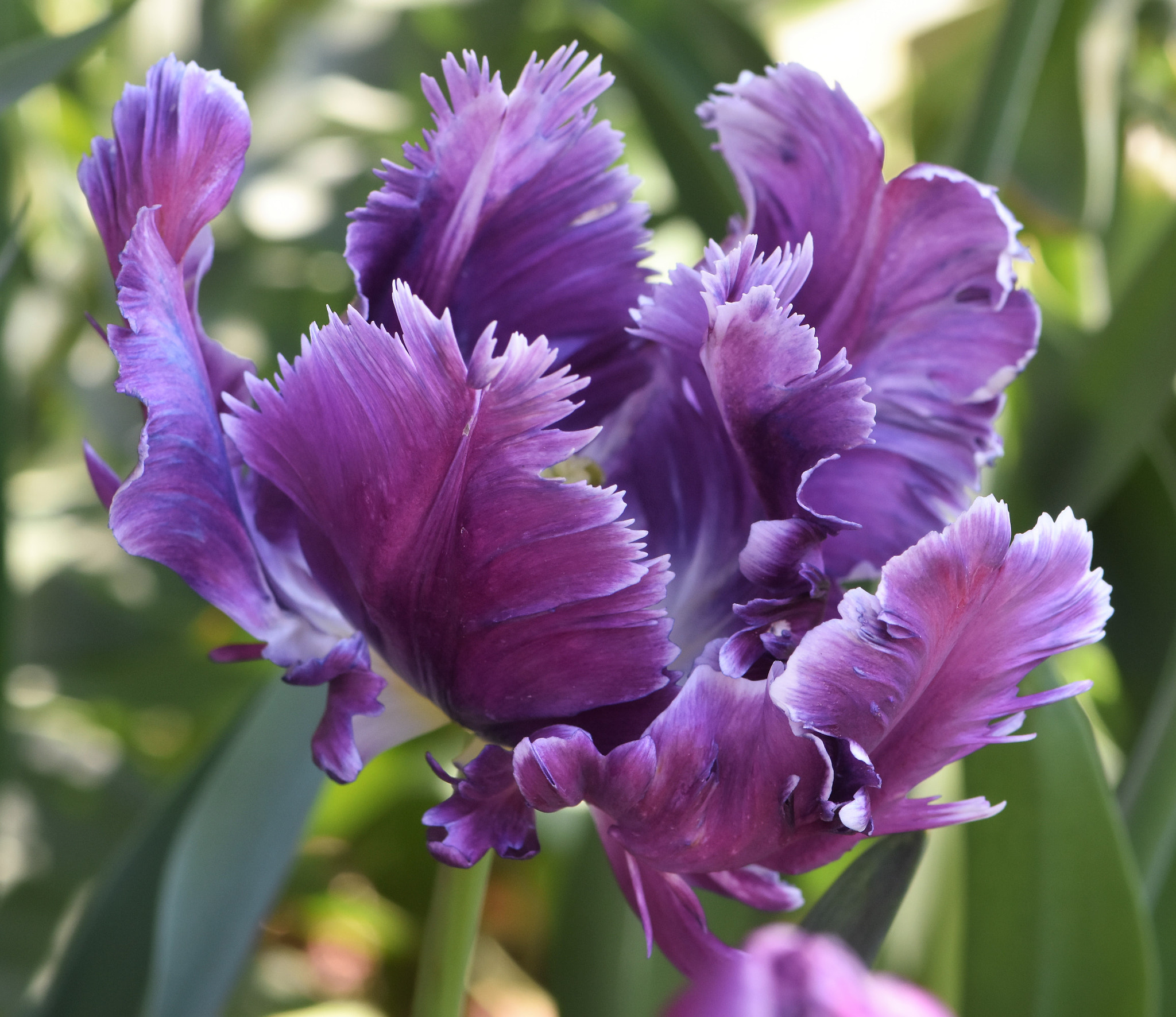 Nikon D7200 sample photo. "purple tulip" photography