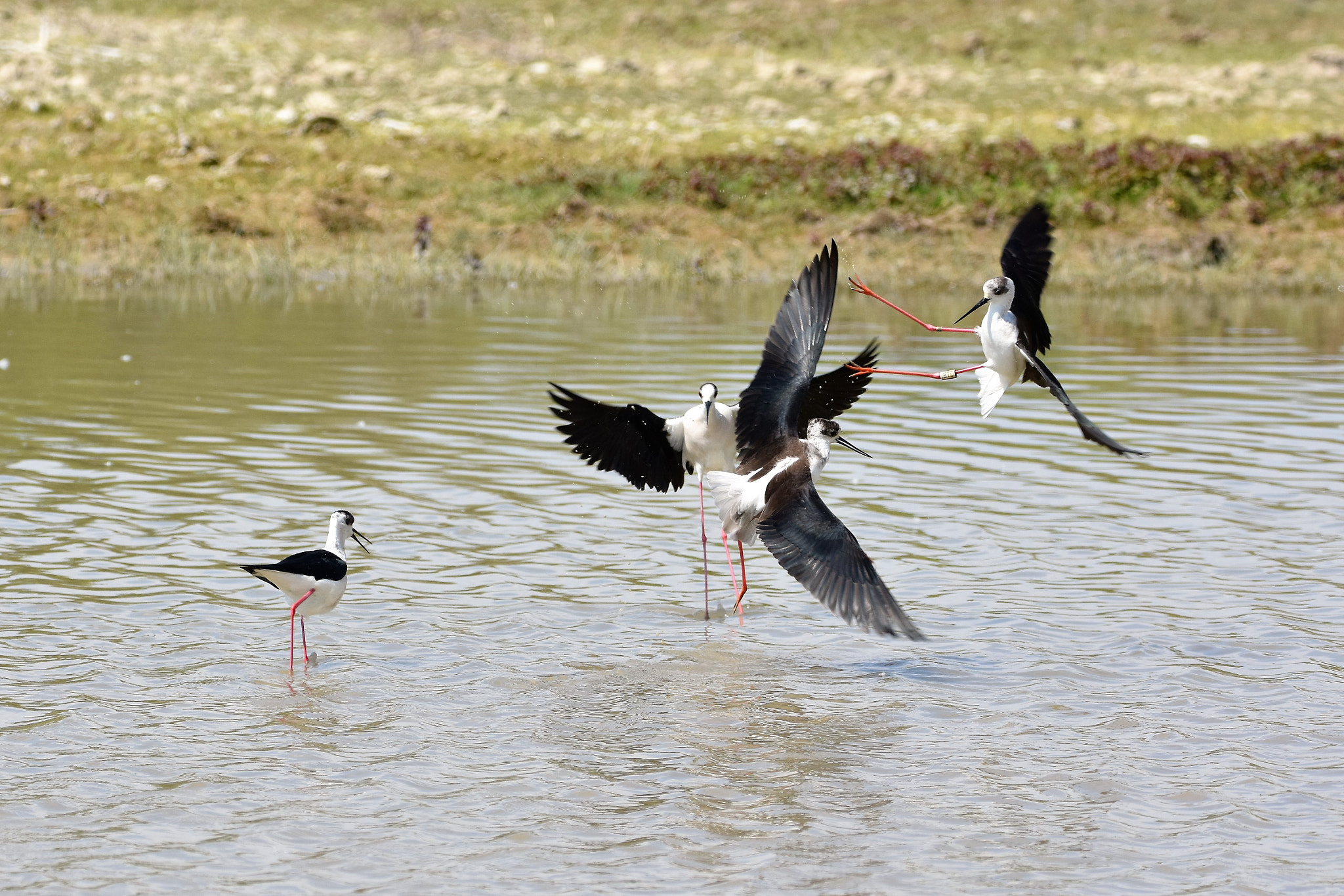 Nikon D7200 sample photo. Kung fu fighting photography