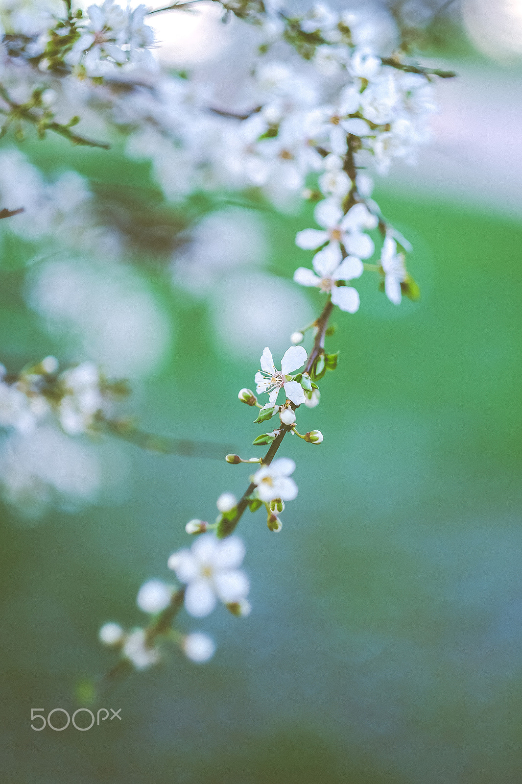 Fujifilm X-T1 sample photo. Flowers. photography